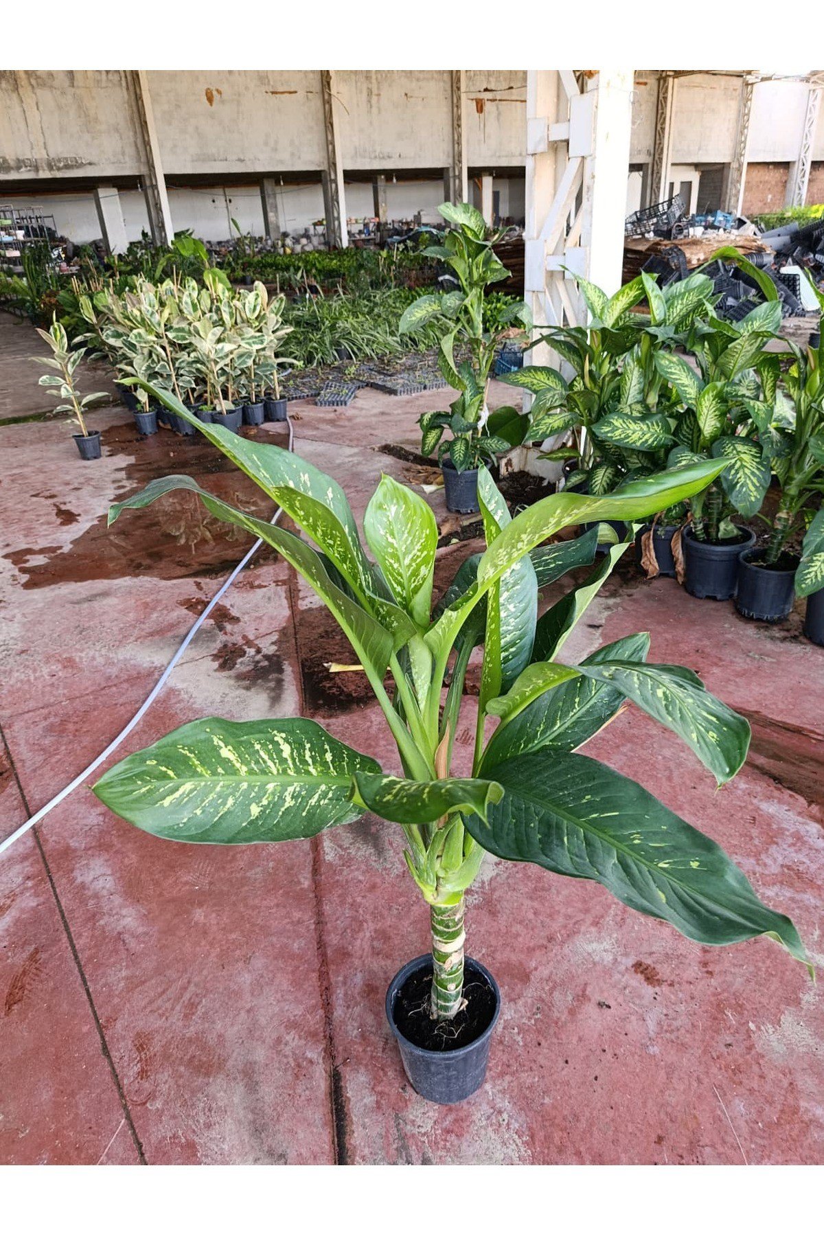 Dev Difenbahya Bitkisi (DİEFFENBACHİA TROPİC SNOW) Ağlayan Çiçek 150-180 cm, Salon Bitkisi