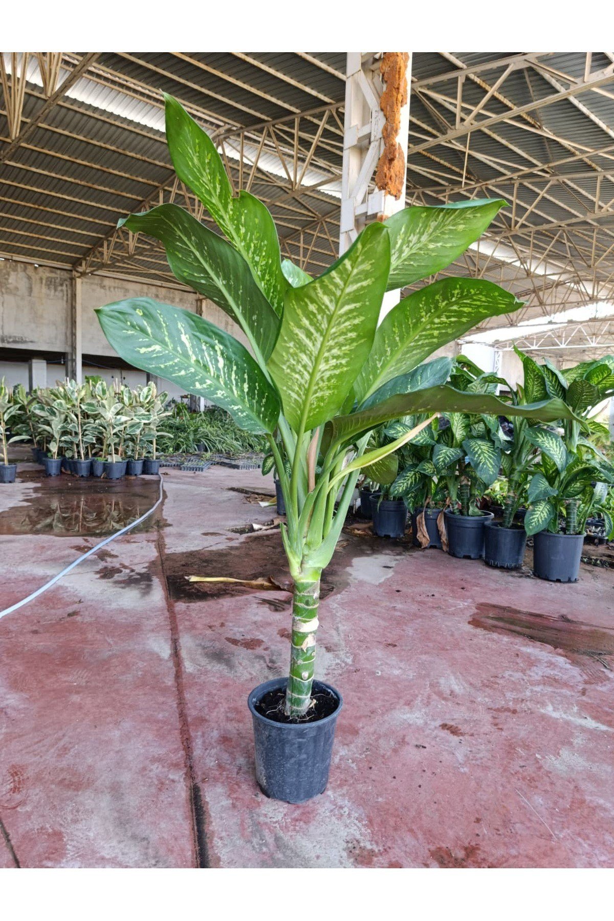 Dev Difenbahya Bitkisi (DİEFFENBACHİA TROPİC SNOW) Ağlayan Çiçek 150-180 cm, Salon Bitkisi