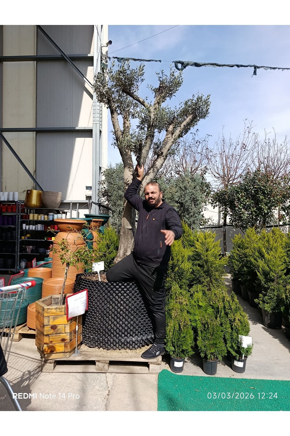 Dev Gövdeli Saksılı Zeytin Ağacı – Peyzajlık Olgun Zeytin Fidanı Bahçe ve Teras İçin