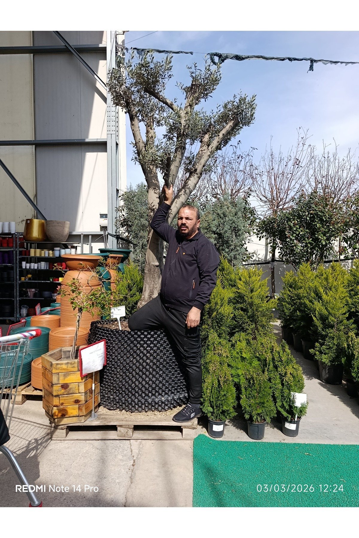 Dev Gövdeli Saksılı Zeytin Ağacı – Peyzajlık Olgun Zeytin Fidanı Bahçe ve Teras İçin