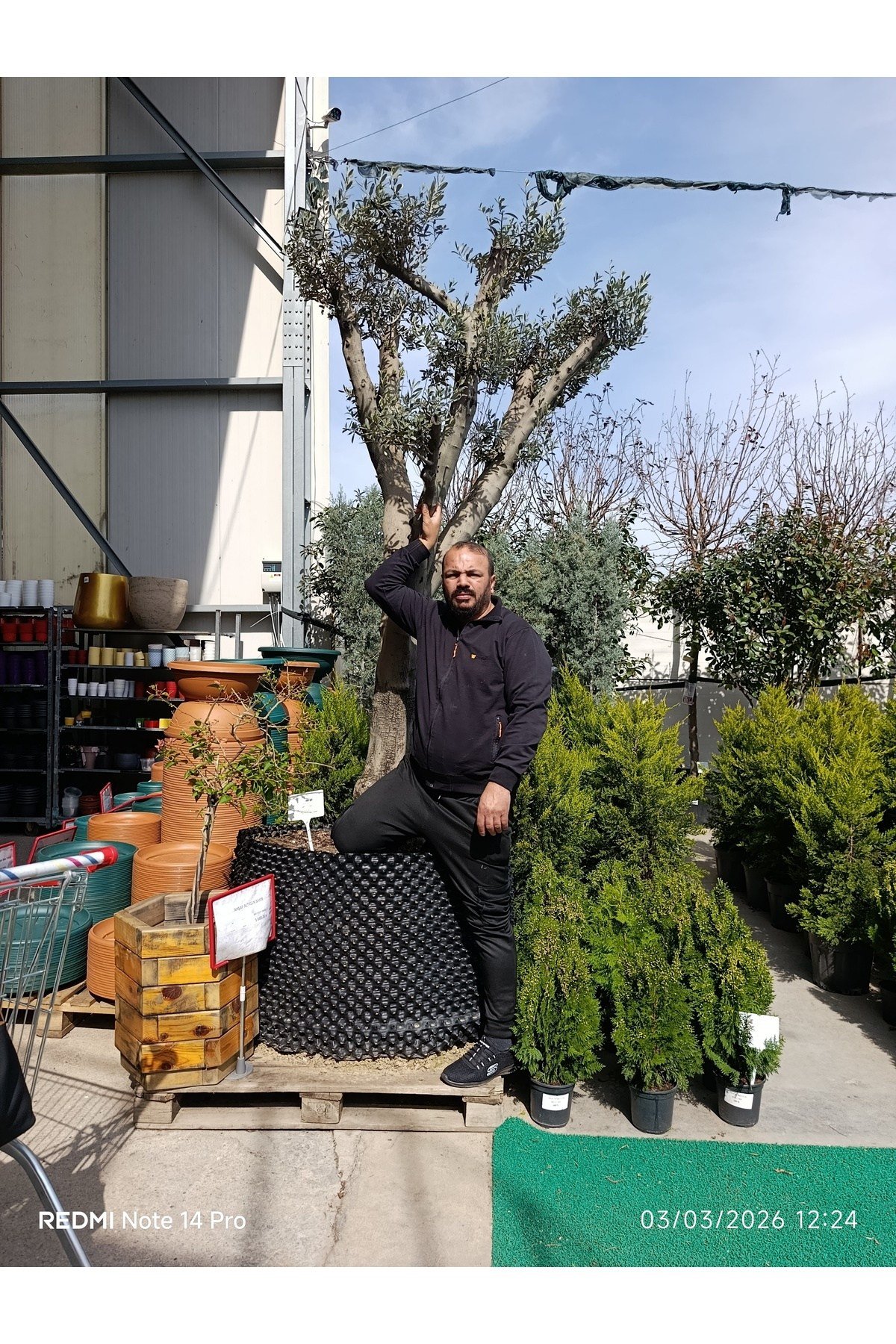 Dev Gövdeli Saksılı Zeytin Ağacı – Peyzajlık Olgun Zeytin Fidanı Bahçe ve Teras İçin