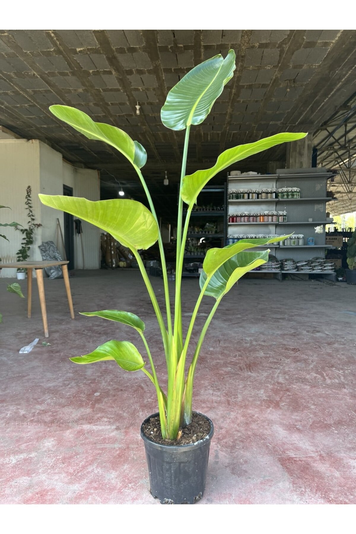 Dev Starliçe (Beyaz Cennet Kuşu Çiçeği) 2 Köklü Strelitzia Nicolai 130 - 160 Cm