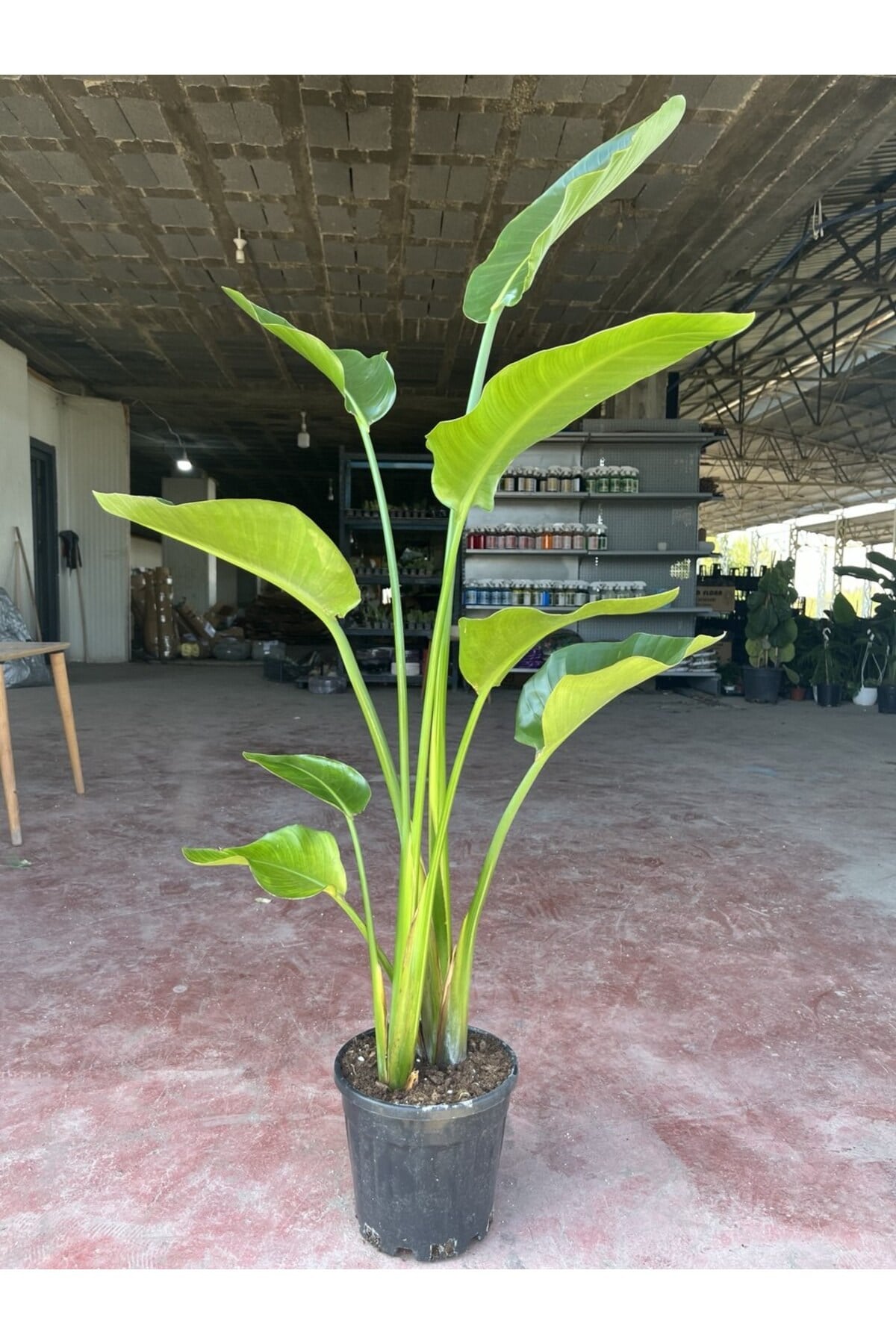 Dev Starliçe (Beyaz Cennet Kuşu Çiçeği) 2 Köklü Strelitzia Nicolai 130 - 160 Cm