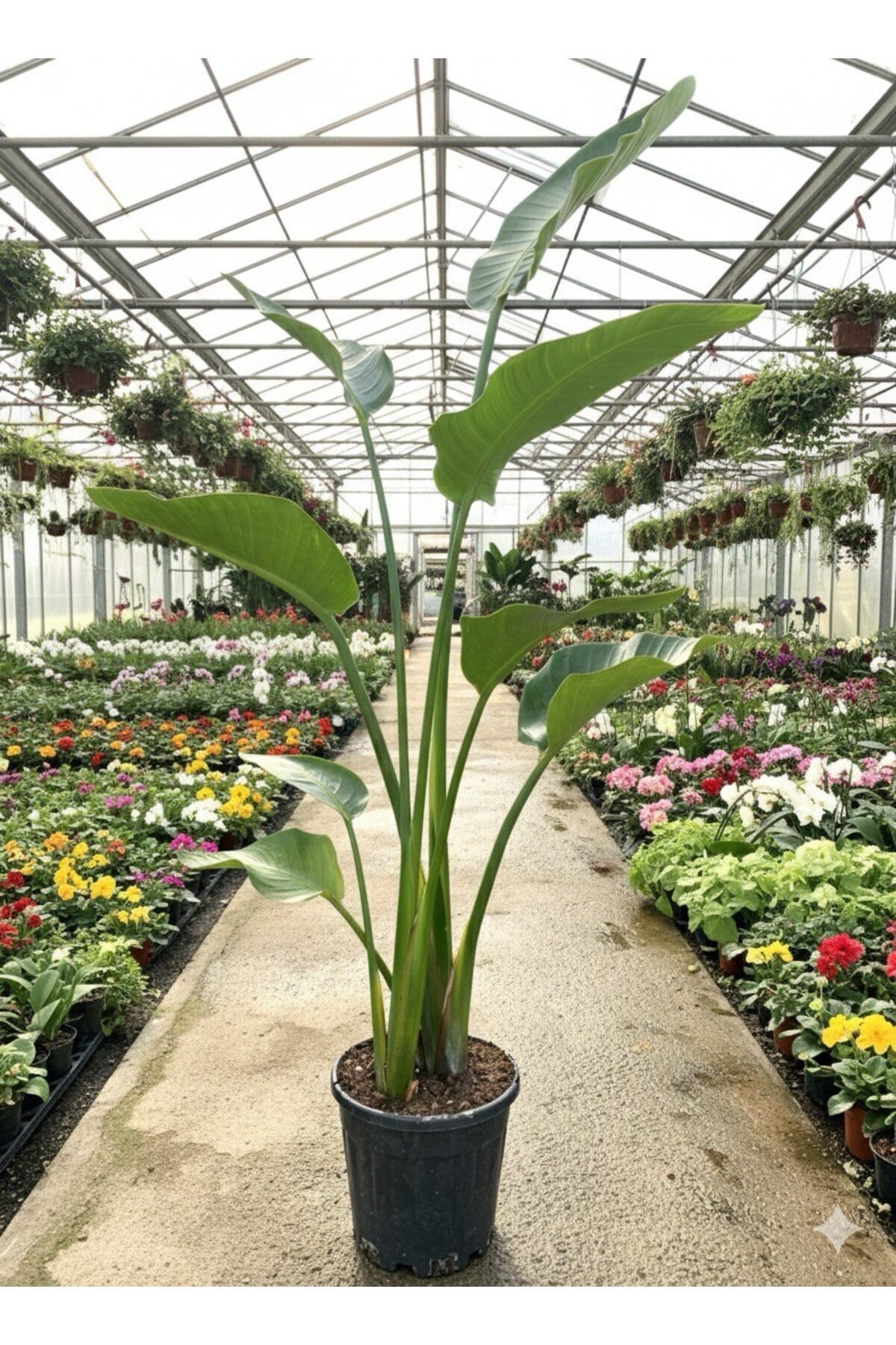 Dev Starliçe (Beyaz Cennet Kuşu Çiçeği) 2 Köklü Strelitzia Nicolai 130 - 160 Cm
