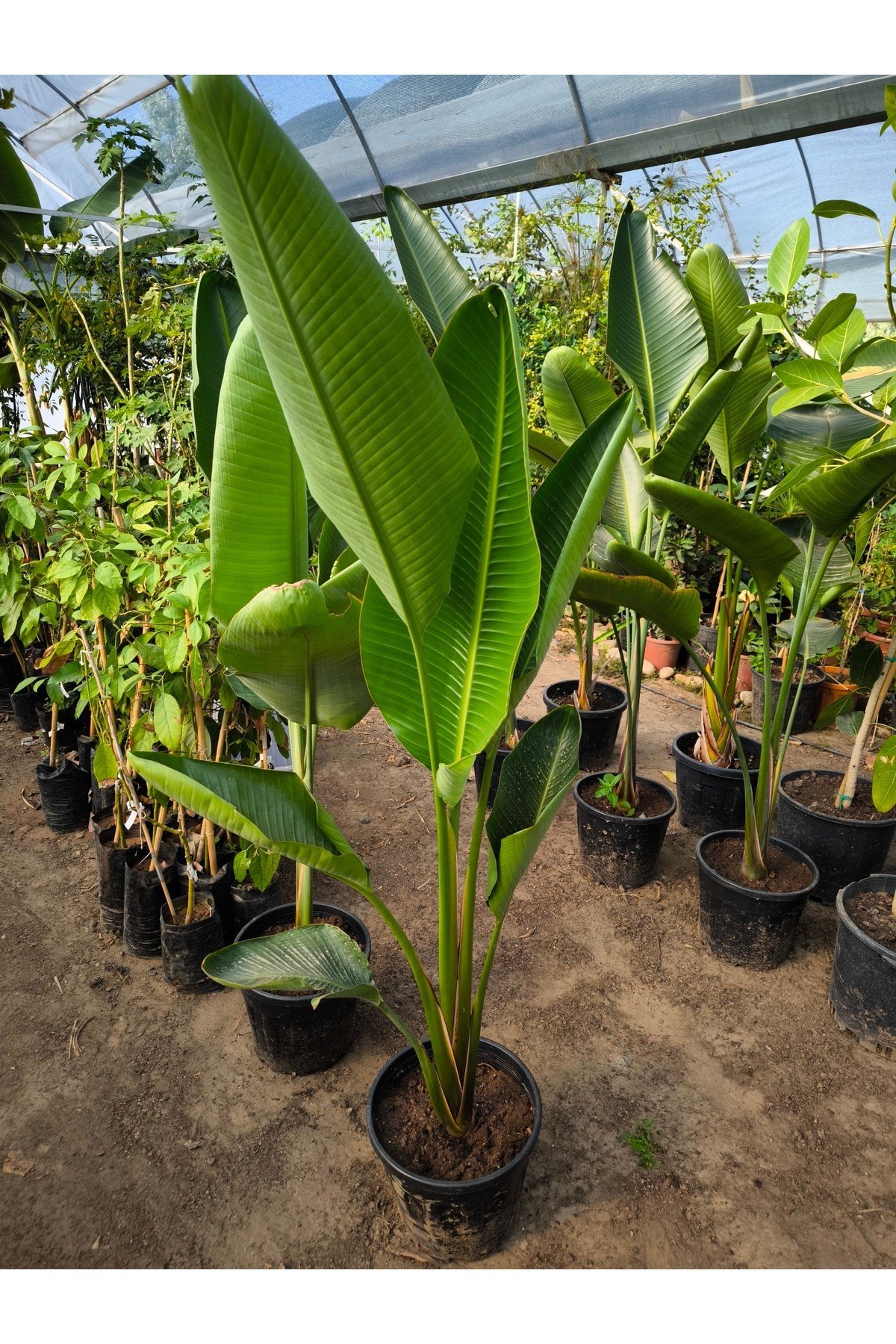 Dev Starliçe (Strelitzia nicolai)