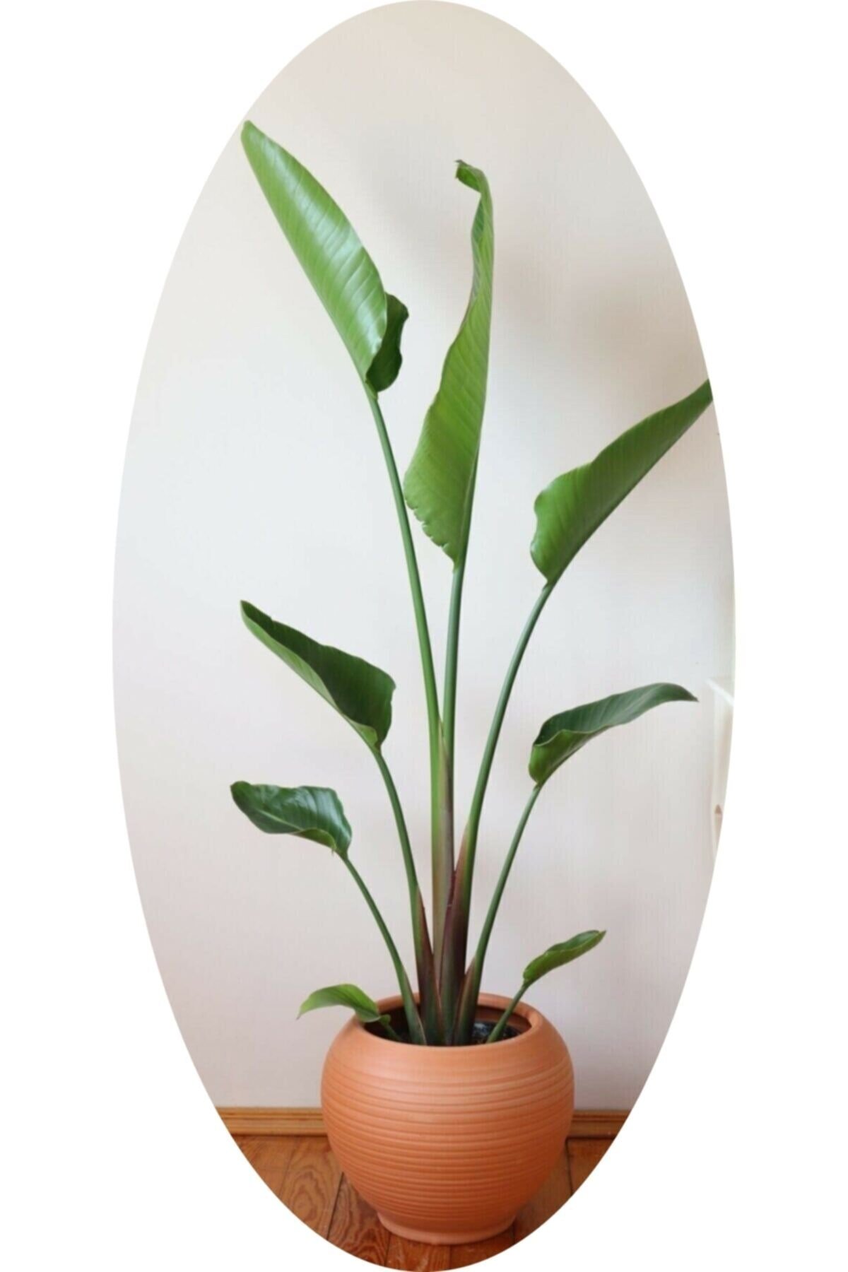 Dev Strelitzia Reginae/ Starliçe 150-180 Cm
