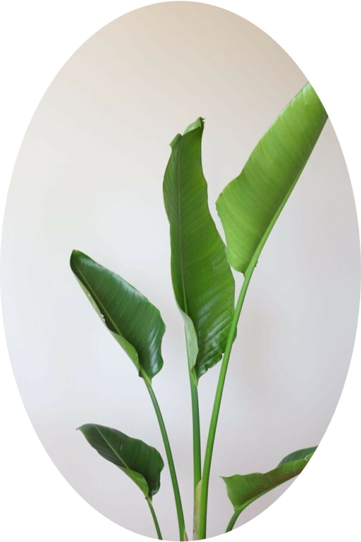 Dev Strelitzia Reginae/ Starliçe 150-180 Cm