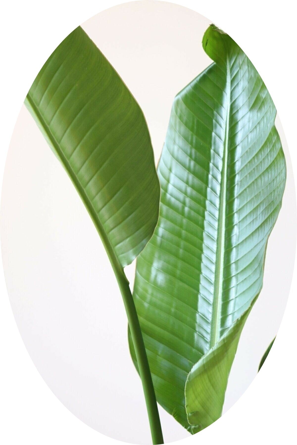 Dev Strelitzia Reginae/ Starliçe 150-180 Cm