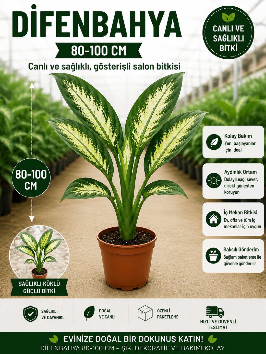 Dev Yapraklı Difenbahya (Dieffenbachia Camilla) Salon Çiçeği 80-100 cm Ağlayan Çiçek
