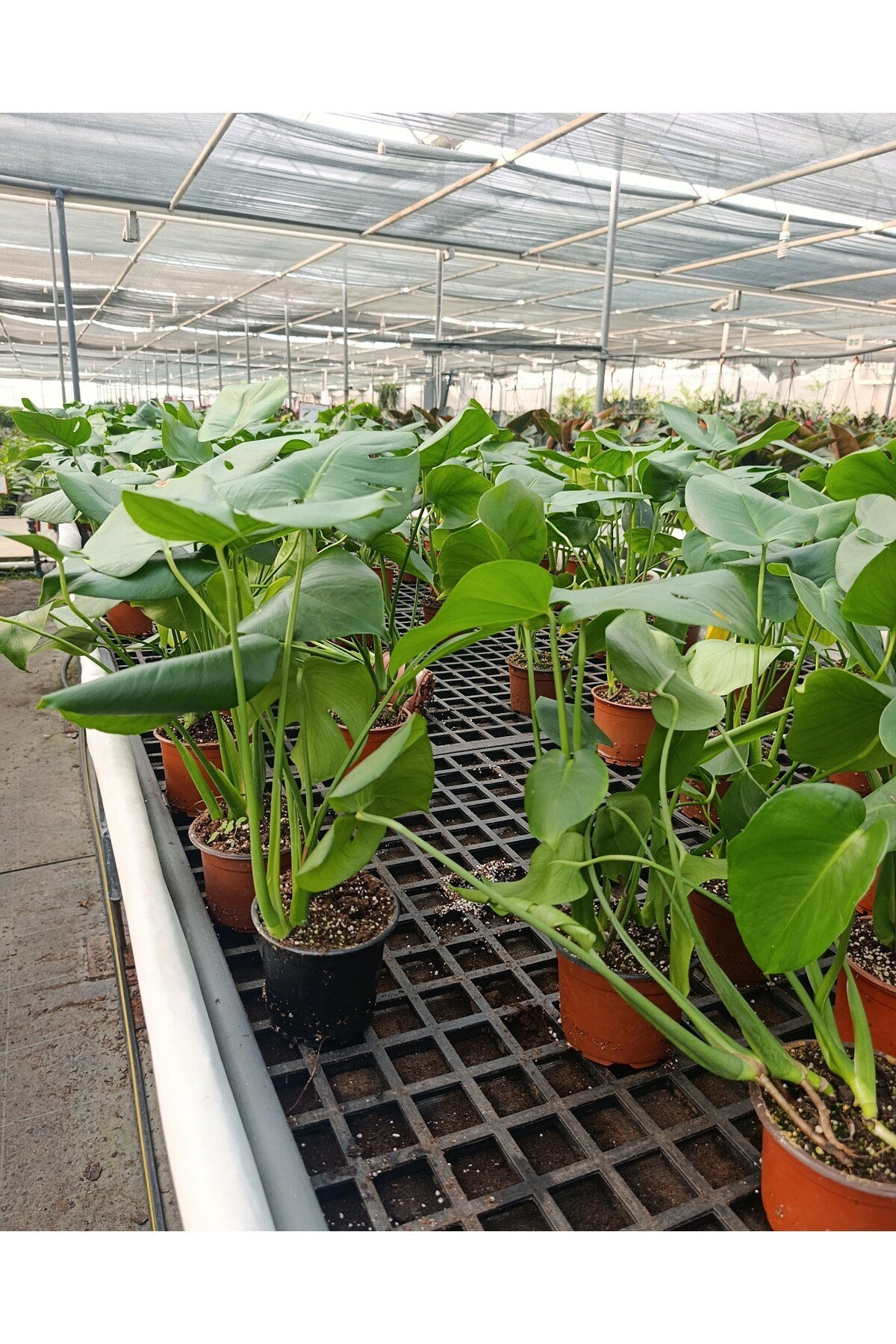 Dev Yapraklı Formlu İkili Deve Tabanı - Monstera Deliciosa Canlı Ev Ofis Bitkisi + Hediyelik Özel