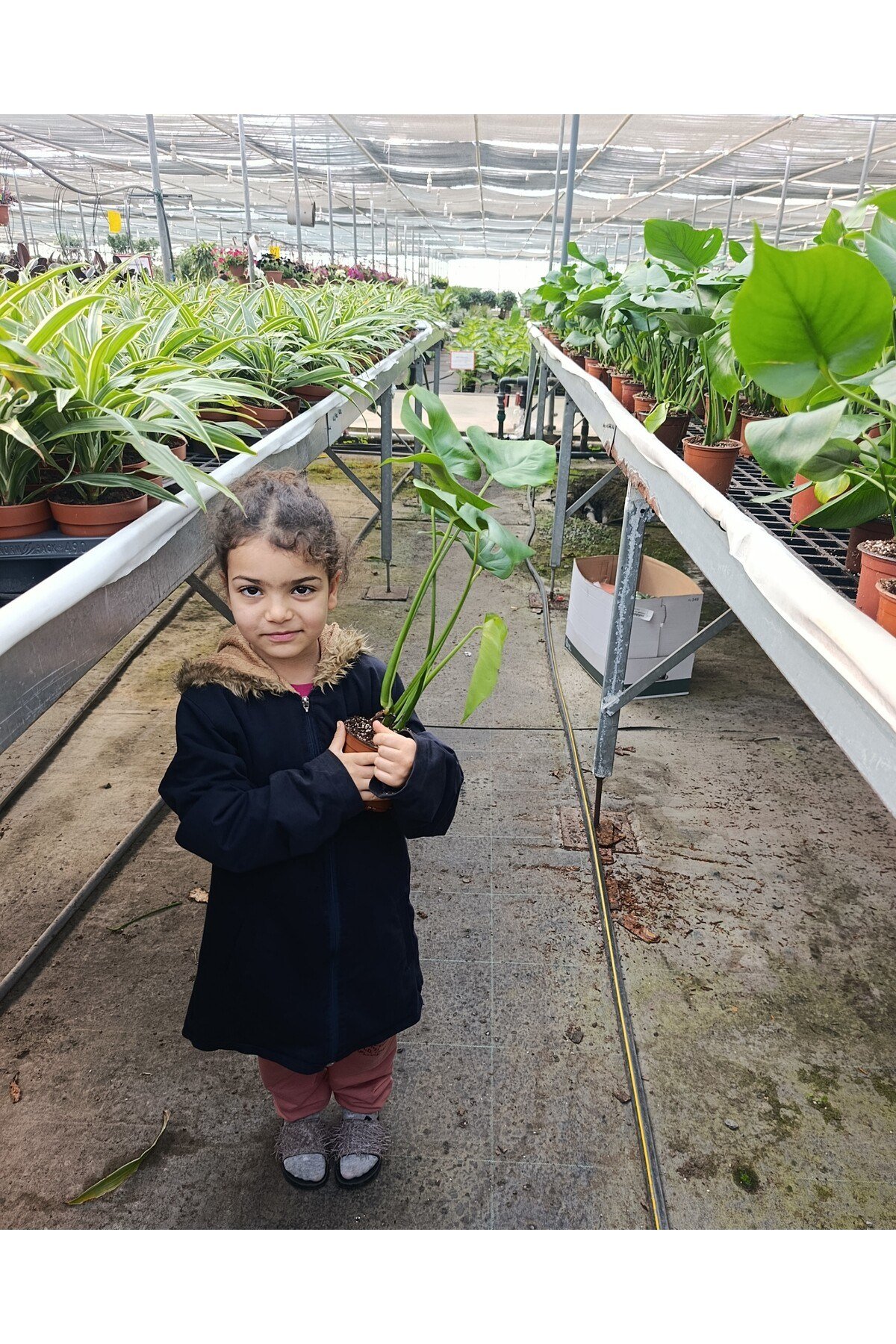 Dev Yapraklı Formlu İkili Deve Tabanı - Monstera Deliciosa Canlı Ev Ofis Bitkisi + Hediyelik Özel