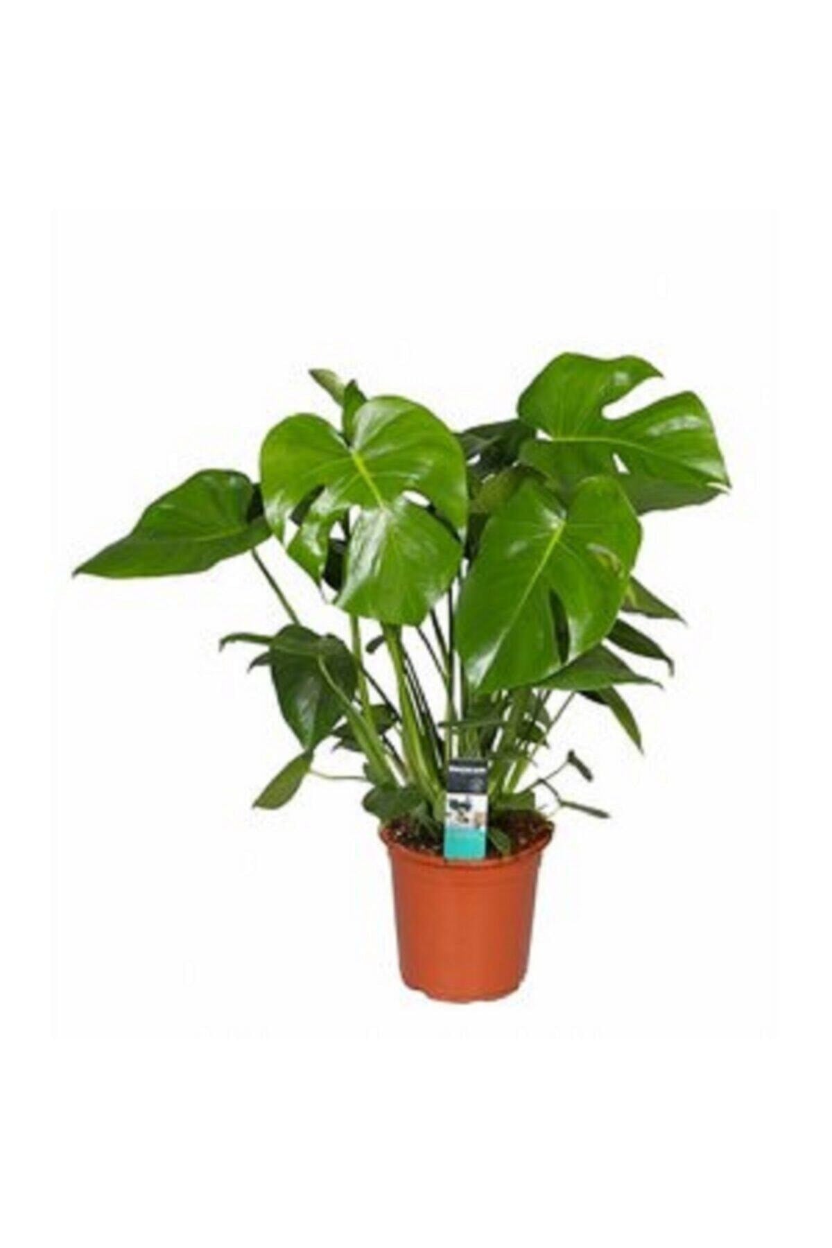 Deve Tabanı Bitkisi 90 110 Cm Monstera Deliciosa Ev Bitkisi Ofis Bitkisi Salon Bitkisi