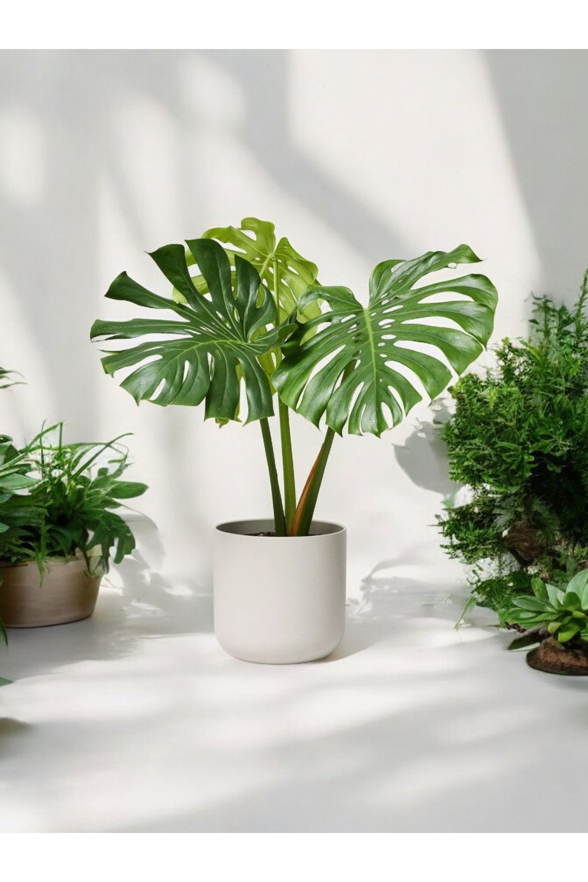Deve Tabanı Monstera Dekoratif Saksıda 50-60 cm