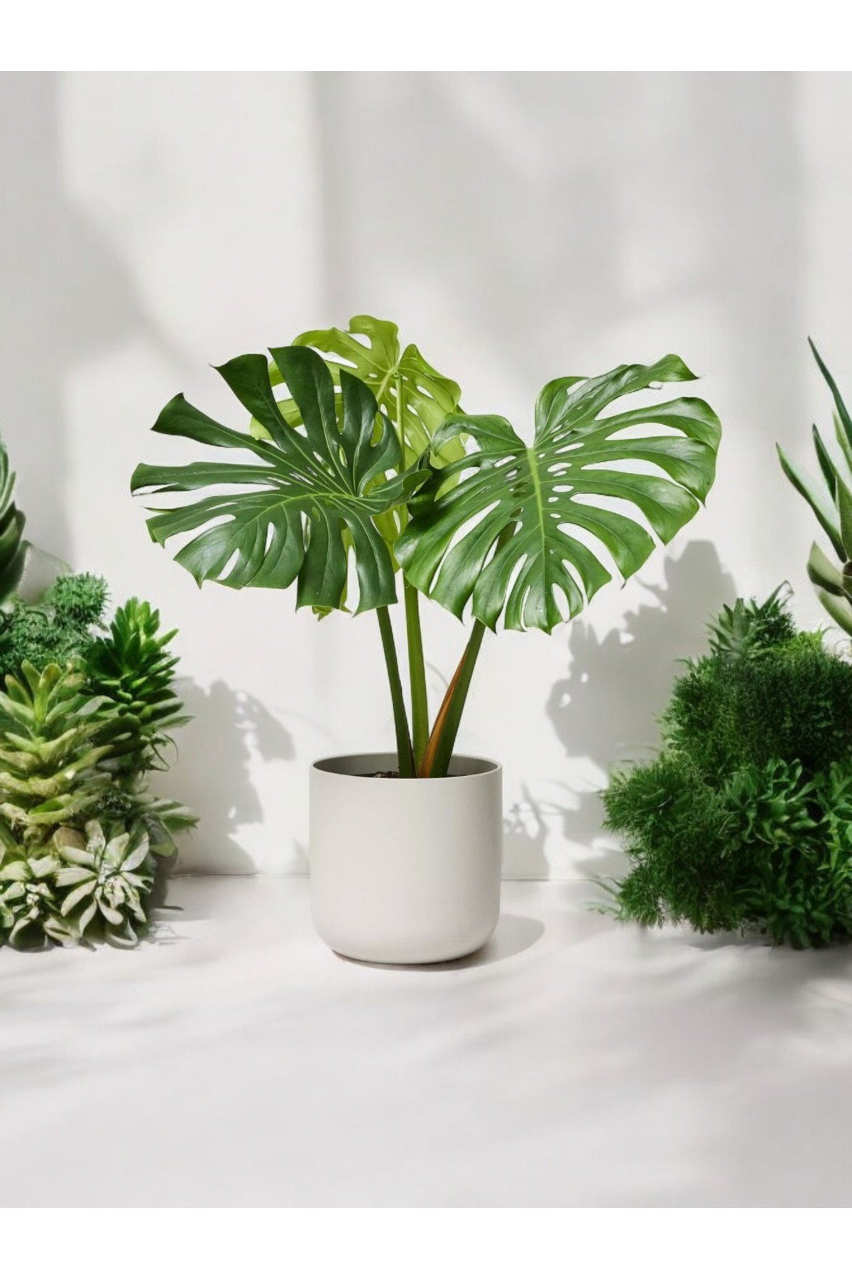 Deve Tabanı Monstera Dekoratif Saksıda 50-60 cm