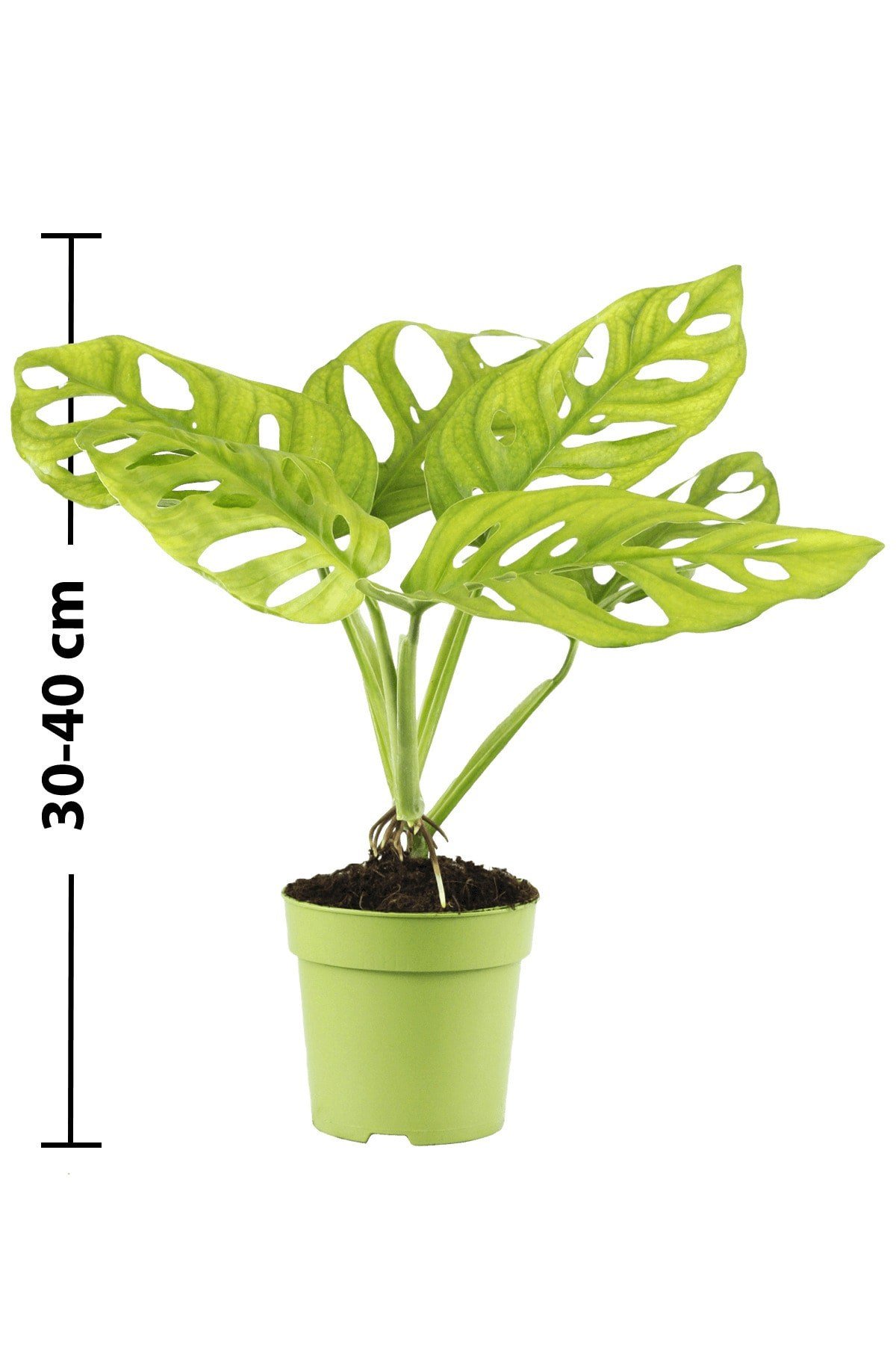Deve Tabanı ( Monstera Monkey )