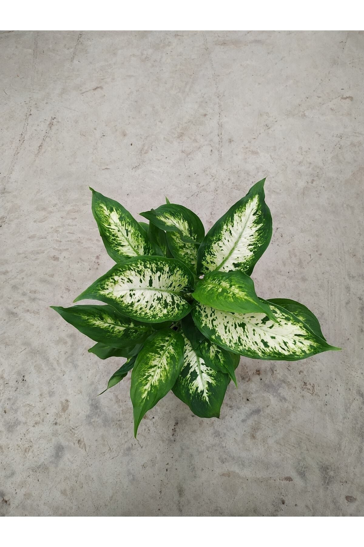 Dieffenbachia Camilla