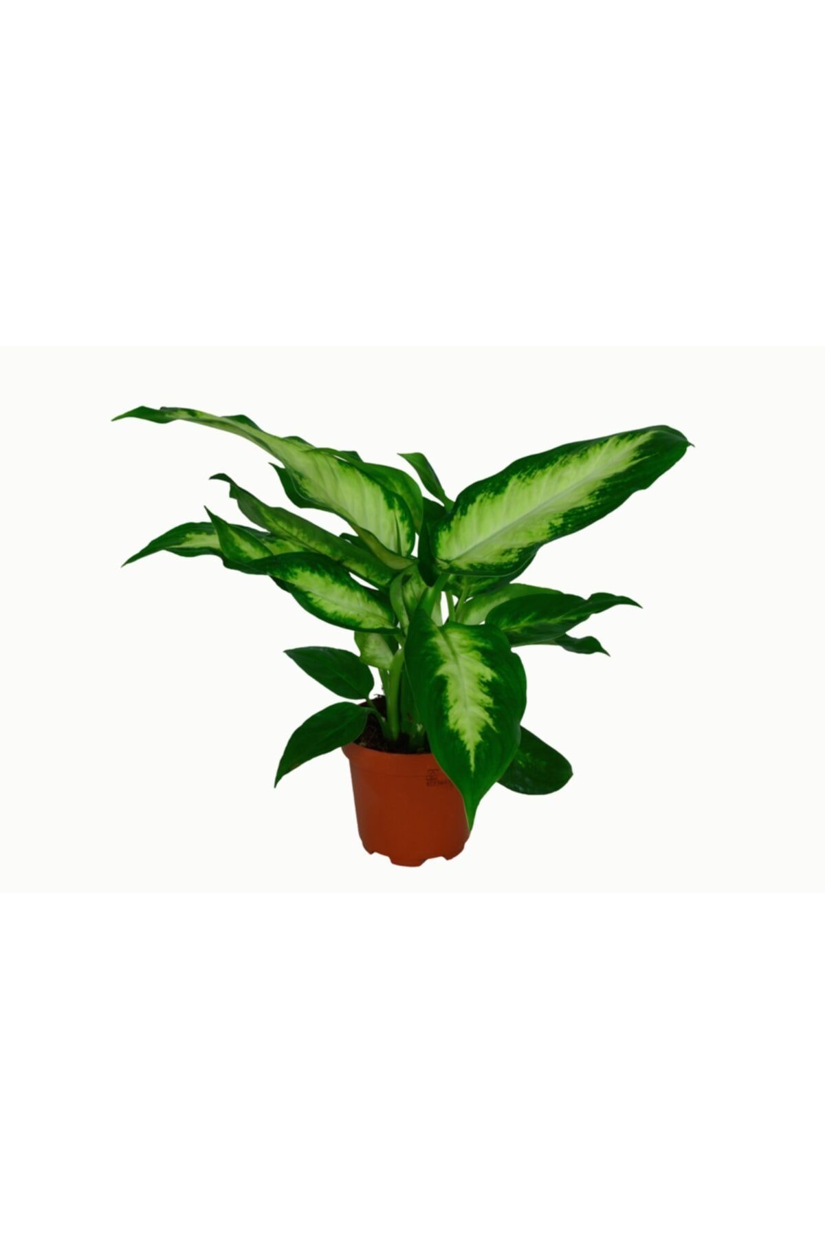 Dieffenbachia 'camilla'