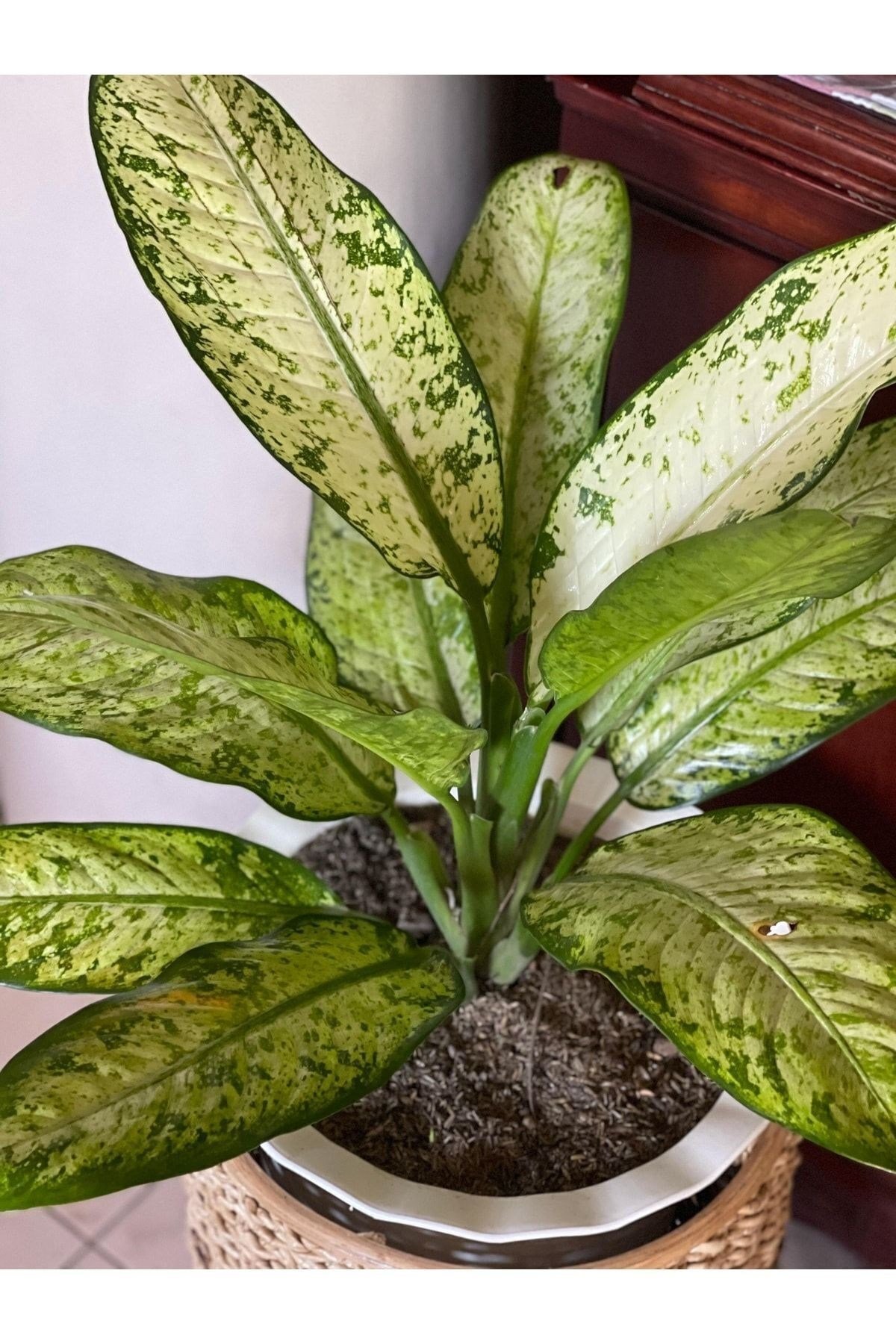 Dieffenbachia Camilla - Ağlayan Çiçek 30-50 Cm