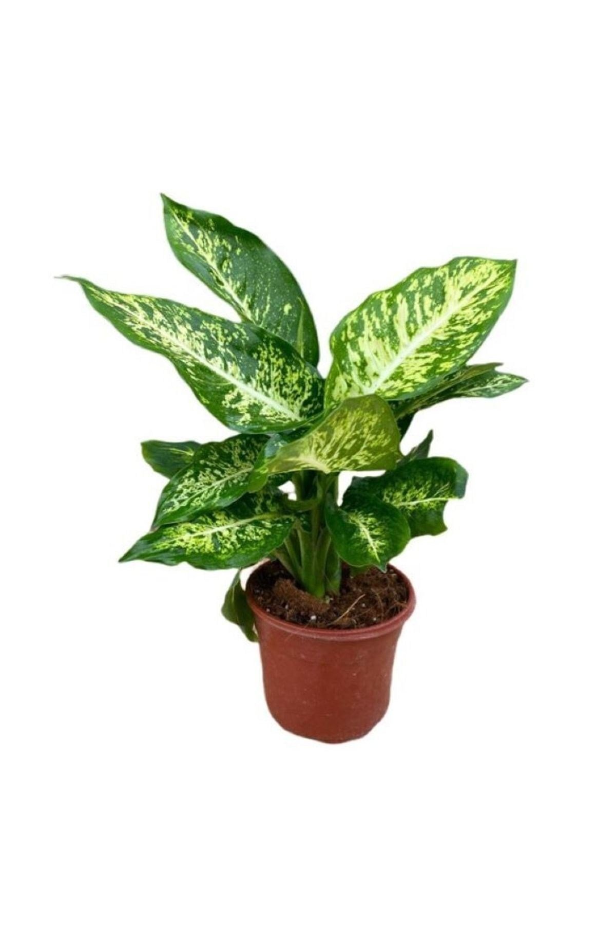 Dieffenbachia Camilla - Ağlayan Çiçek 30-50 Cm