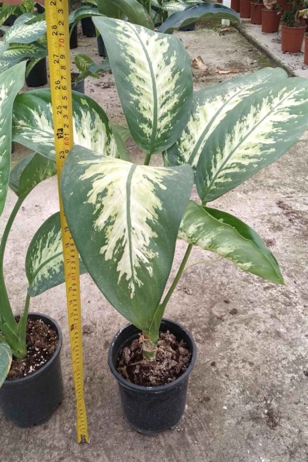 Dieffenbachia Camilla Bitkisi 60-80 Cm 1.kalite