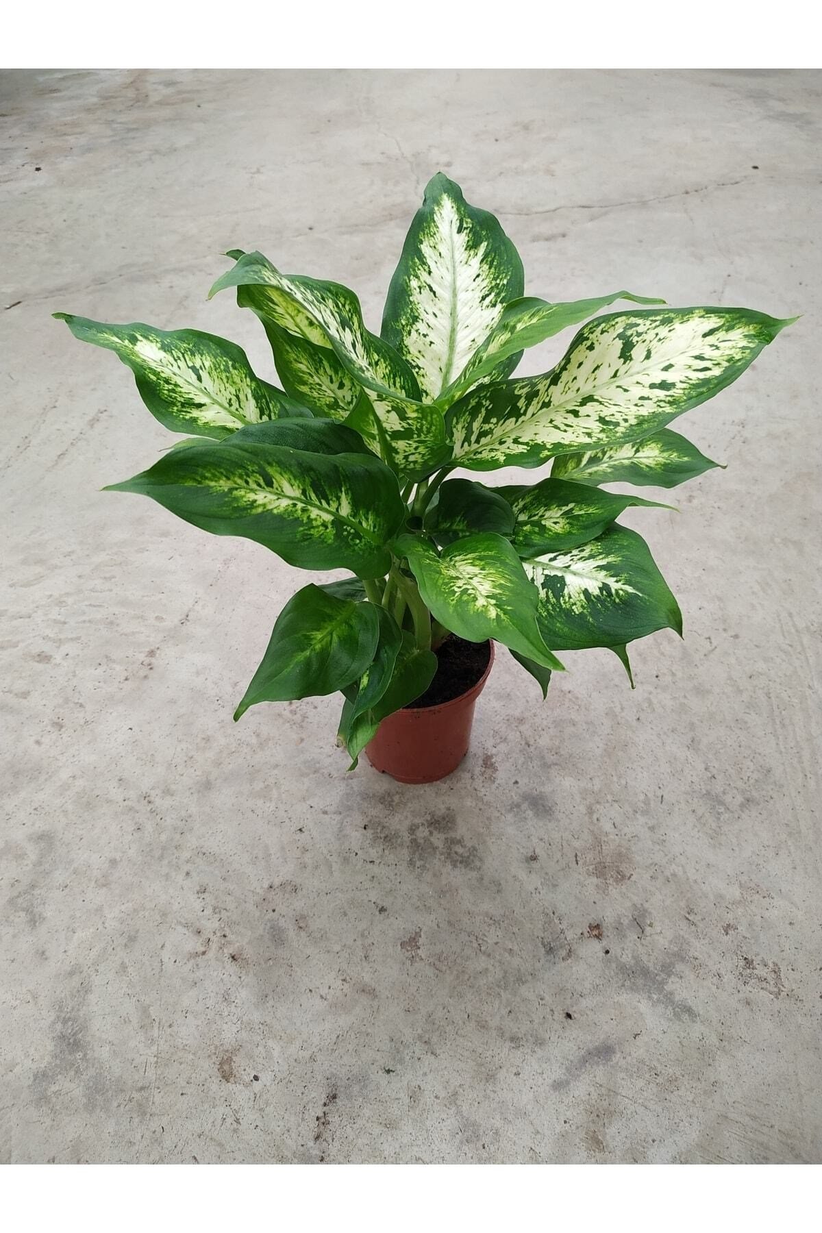 Dieffenbachia Camilla