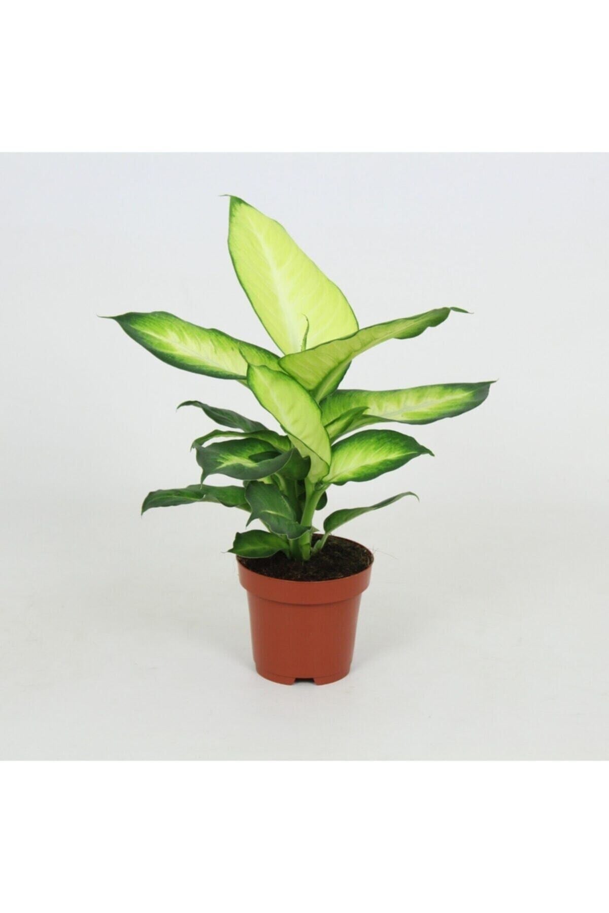 Dieffenbachia Camilla - Difenbahya Bitkisi + 40 Cm