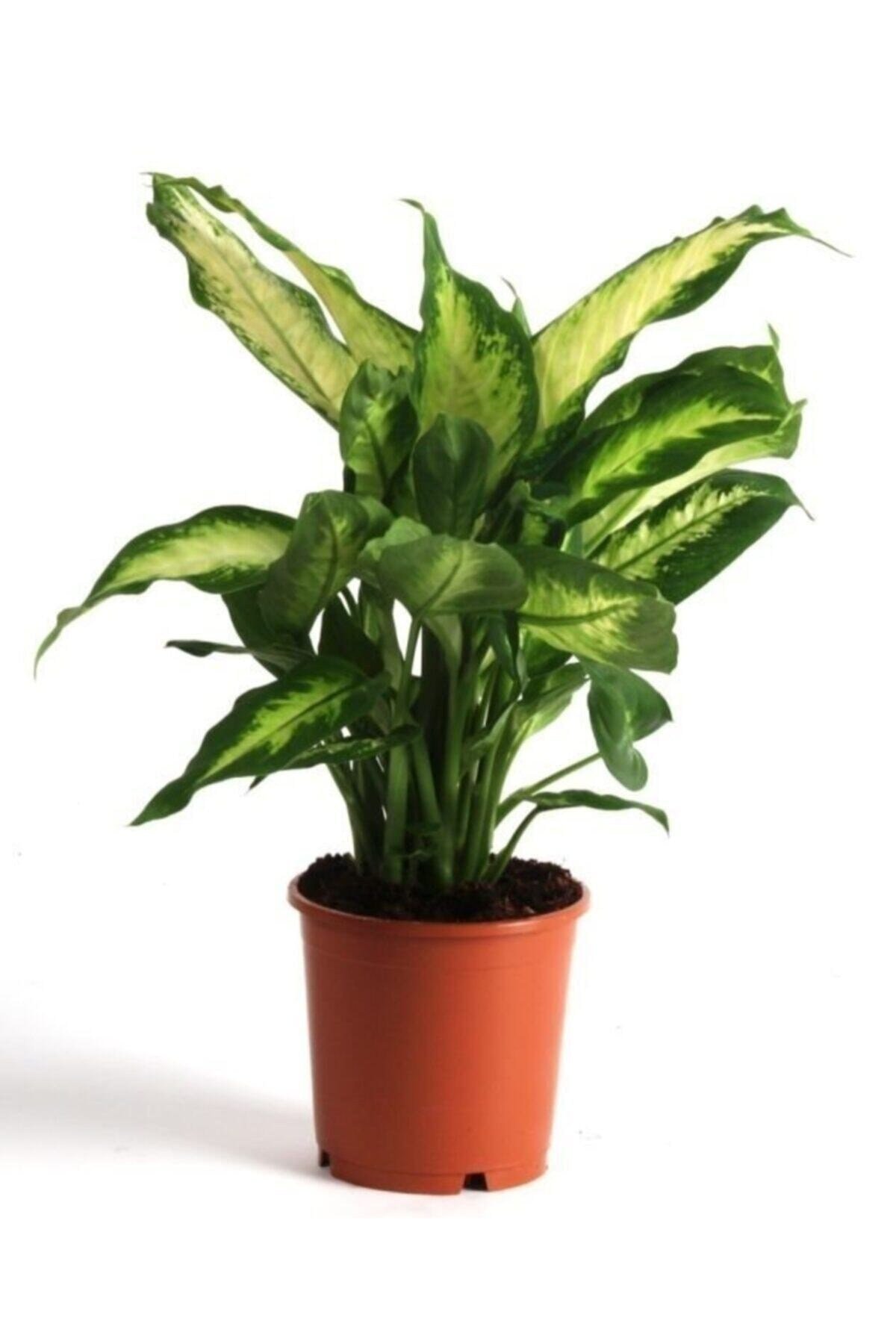 Dieffenbachia Camilla - Difenbahya Bitkisi + 40 Cm