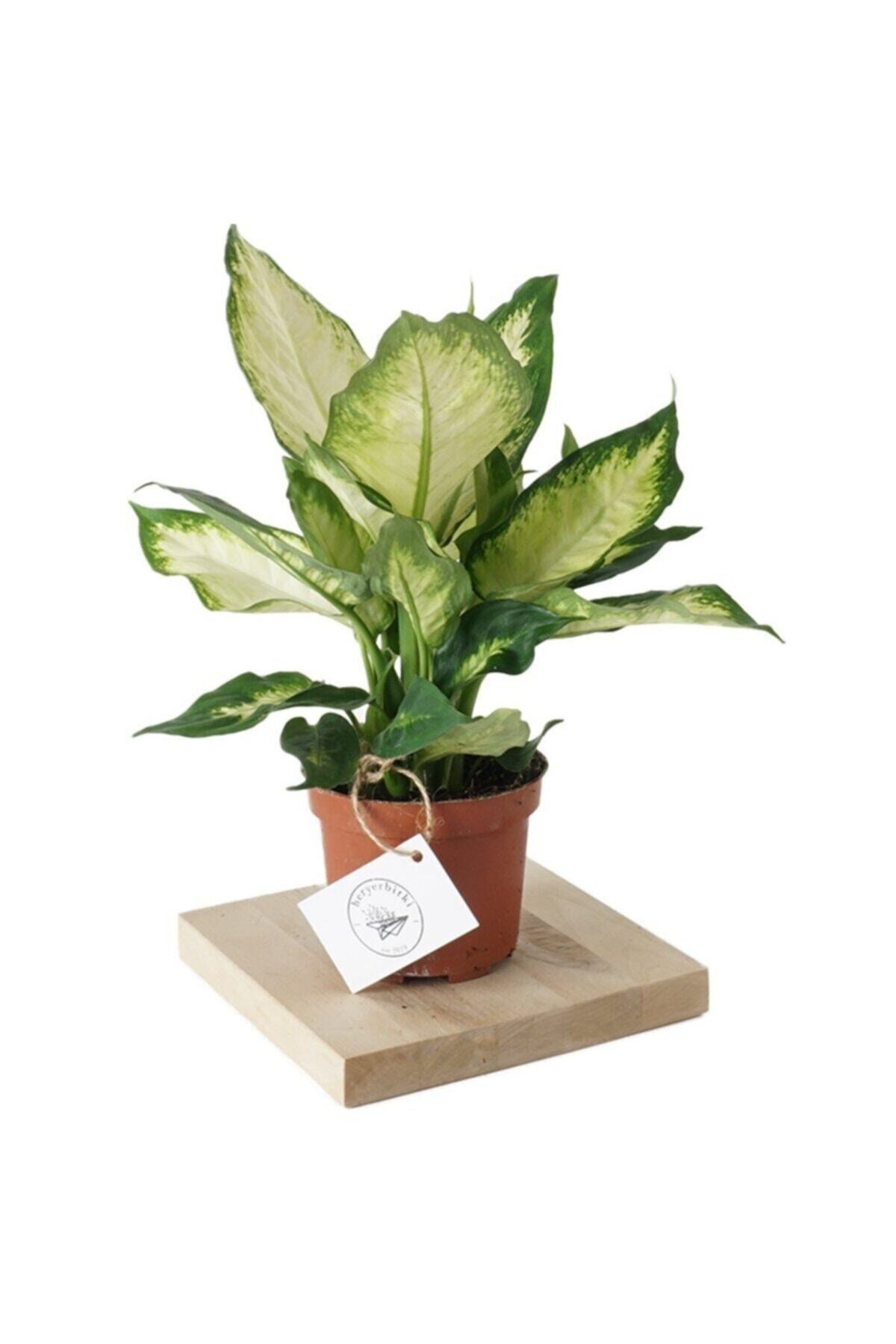 Dieffenbachia Camilla (Difenbahya Bitkisi) Plastik Saksılı