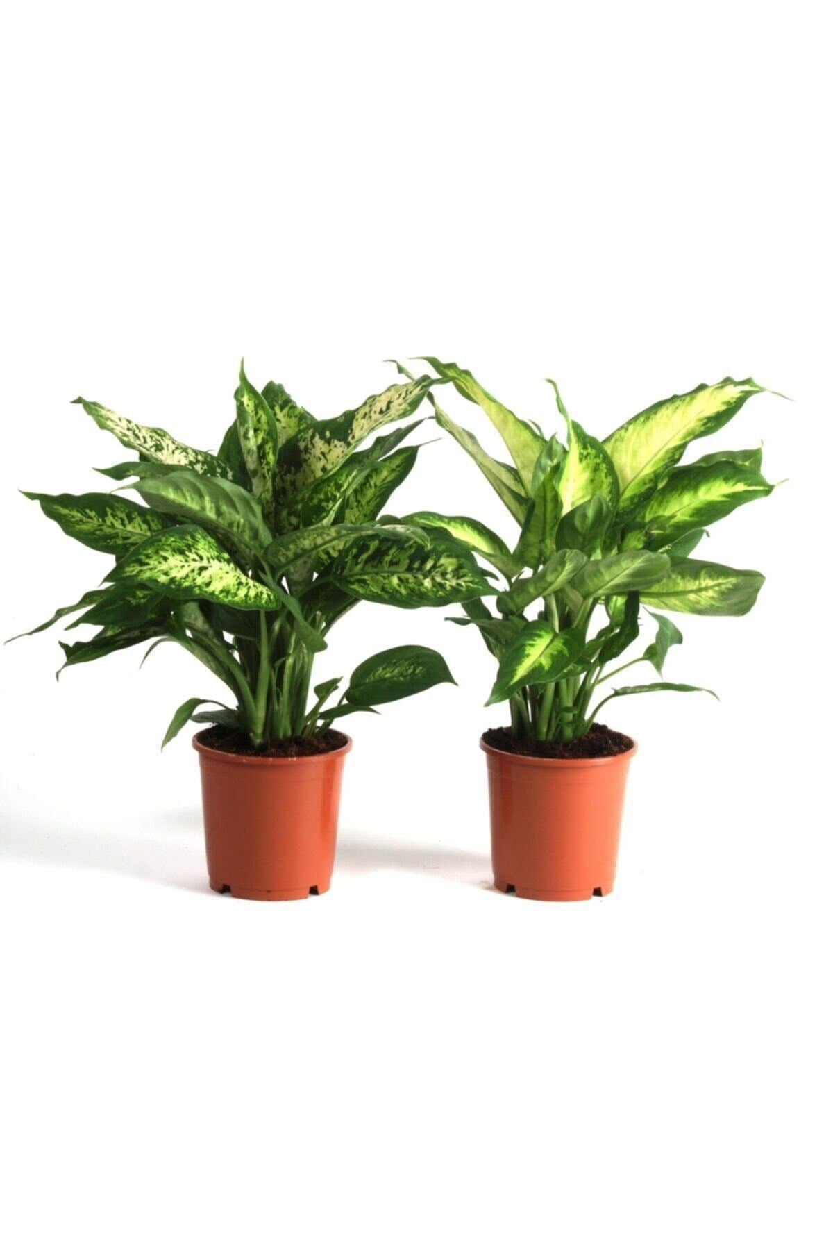 Dieffenbachia Camilla - Difenbahya Bitkisi + 40 Cm