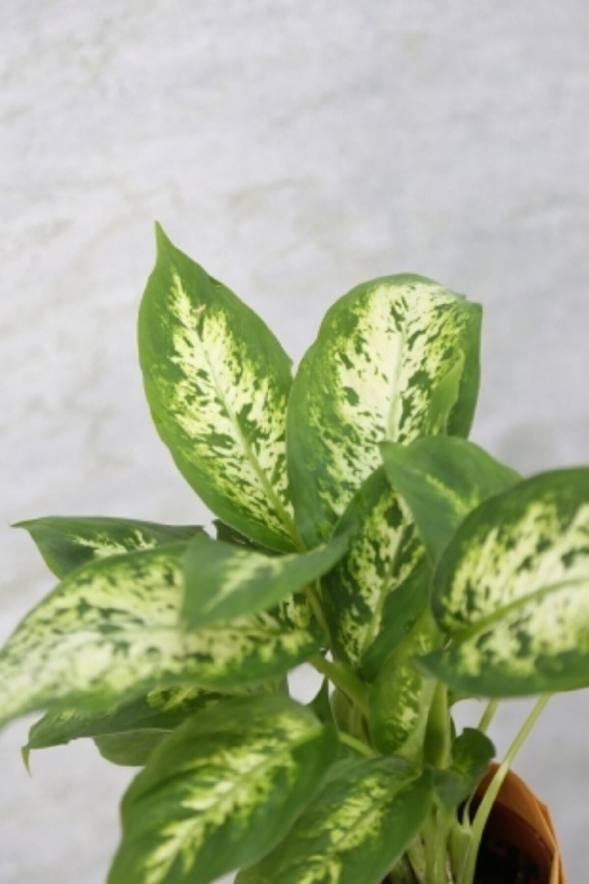 Dieffenbachia Camilla-difenbahya Iç Mekan Bitkisi