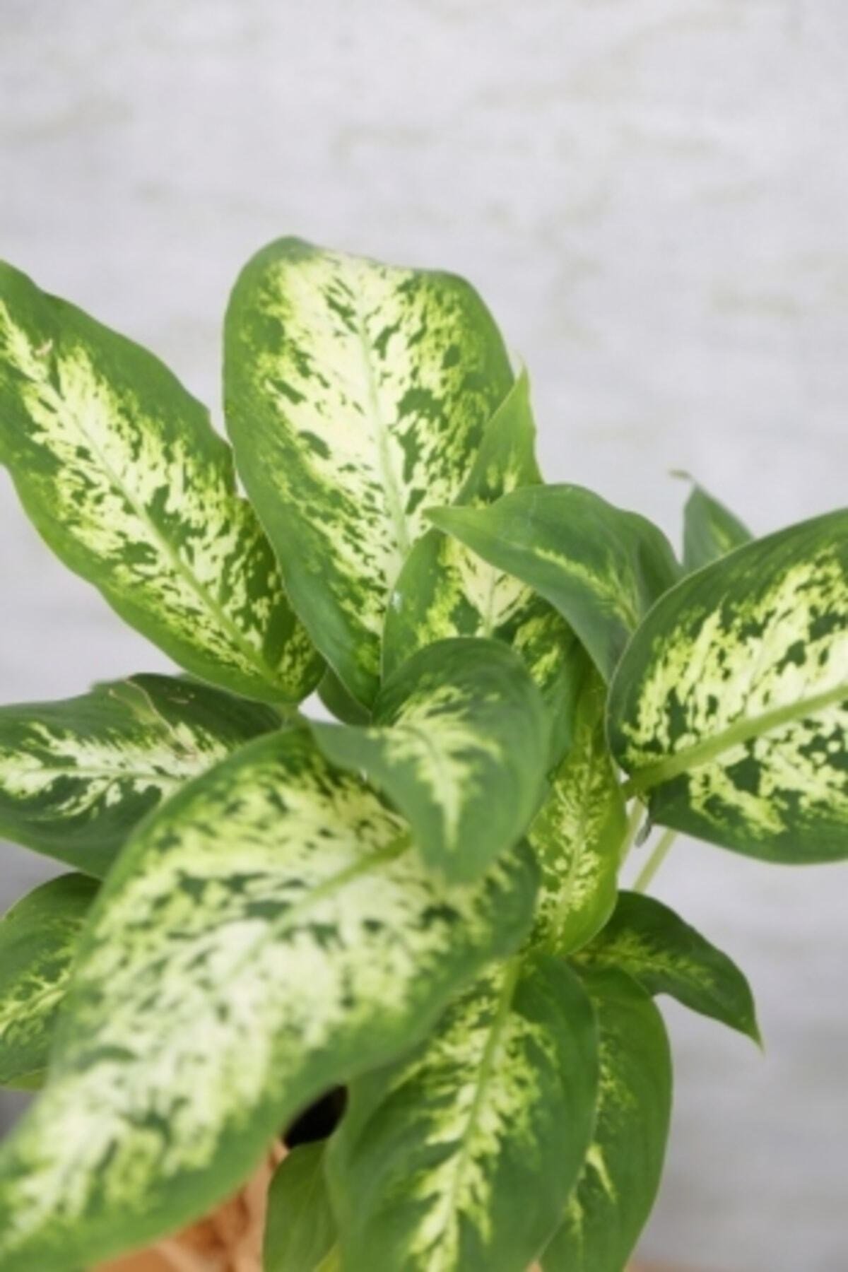 Dieffenbachia Camilla-difenbahya Iç Mekan Bitkisi
