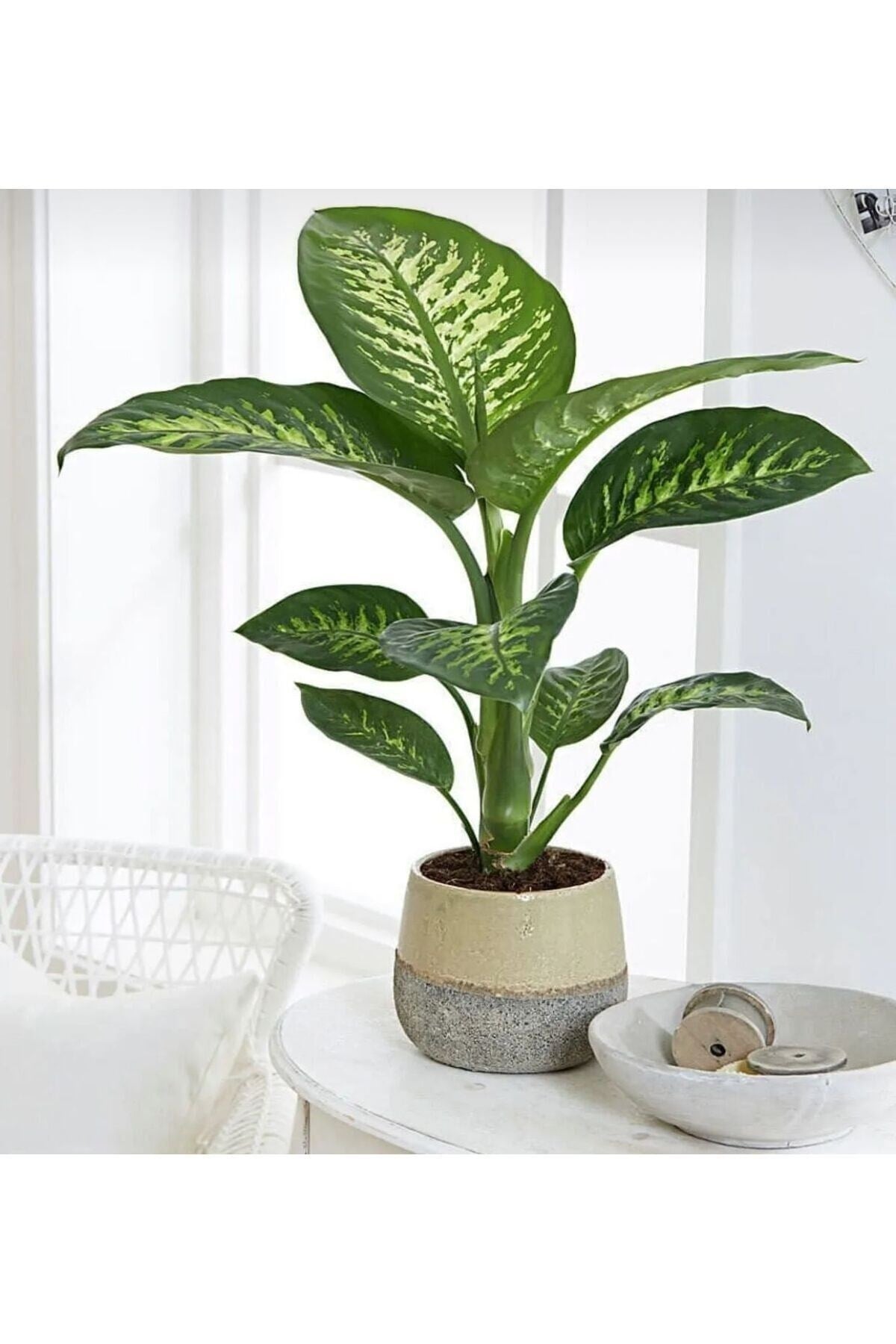 Dieffenbachia - Difenbahya Tropic Snom 35 50 Cm Boyunda Üretim Saksısında