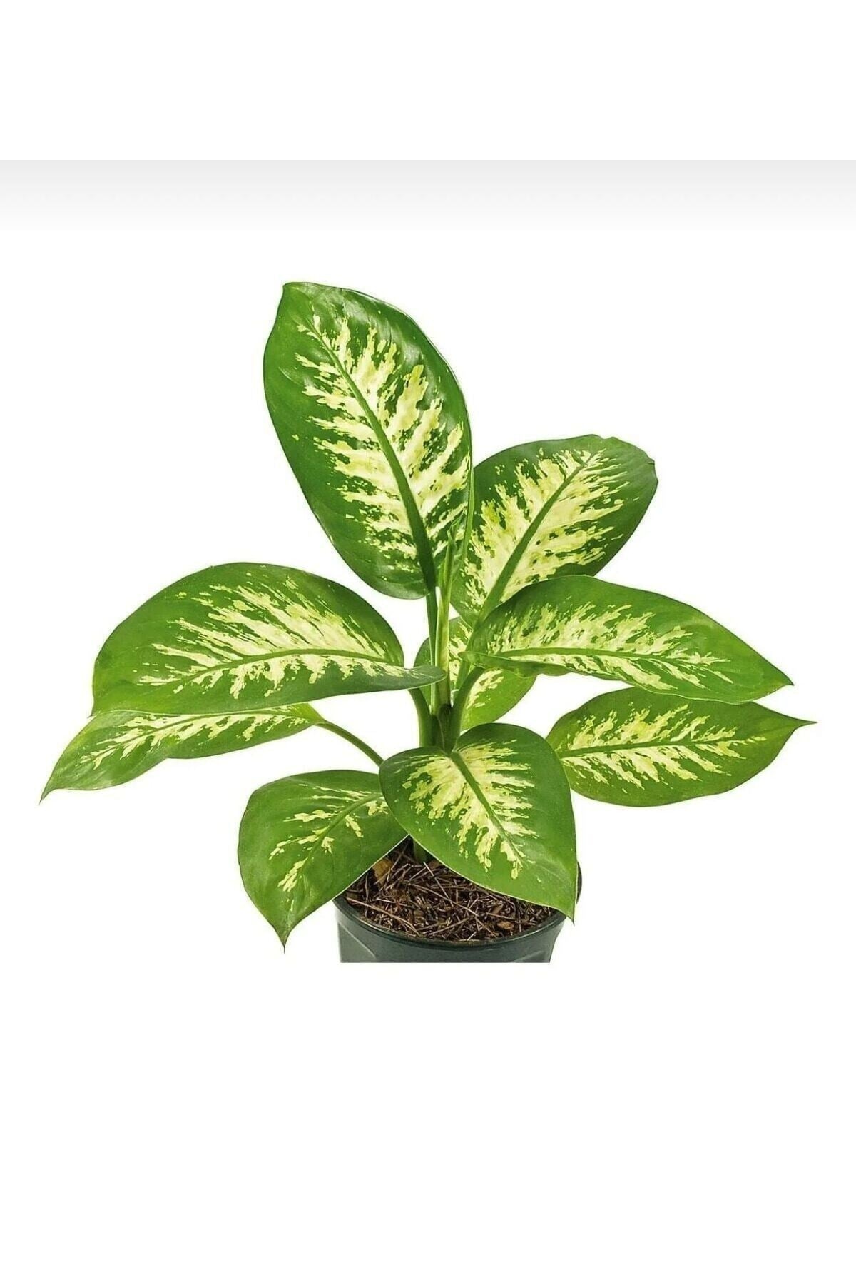 Dieffenbachia - Difenbahya Tropic Snom 35 50 Cm Boyunda Üretim Saksısında