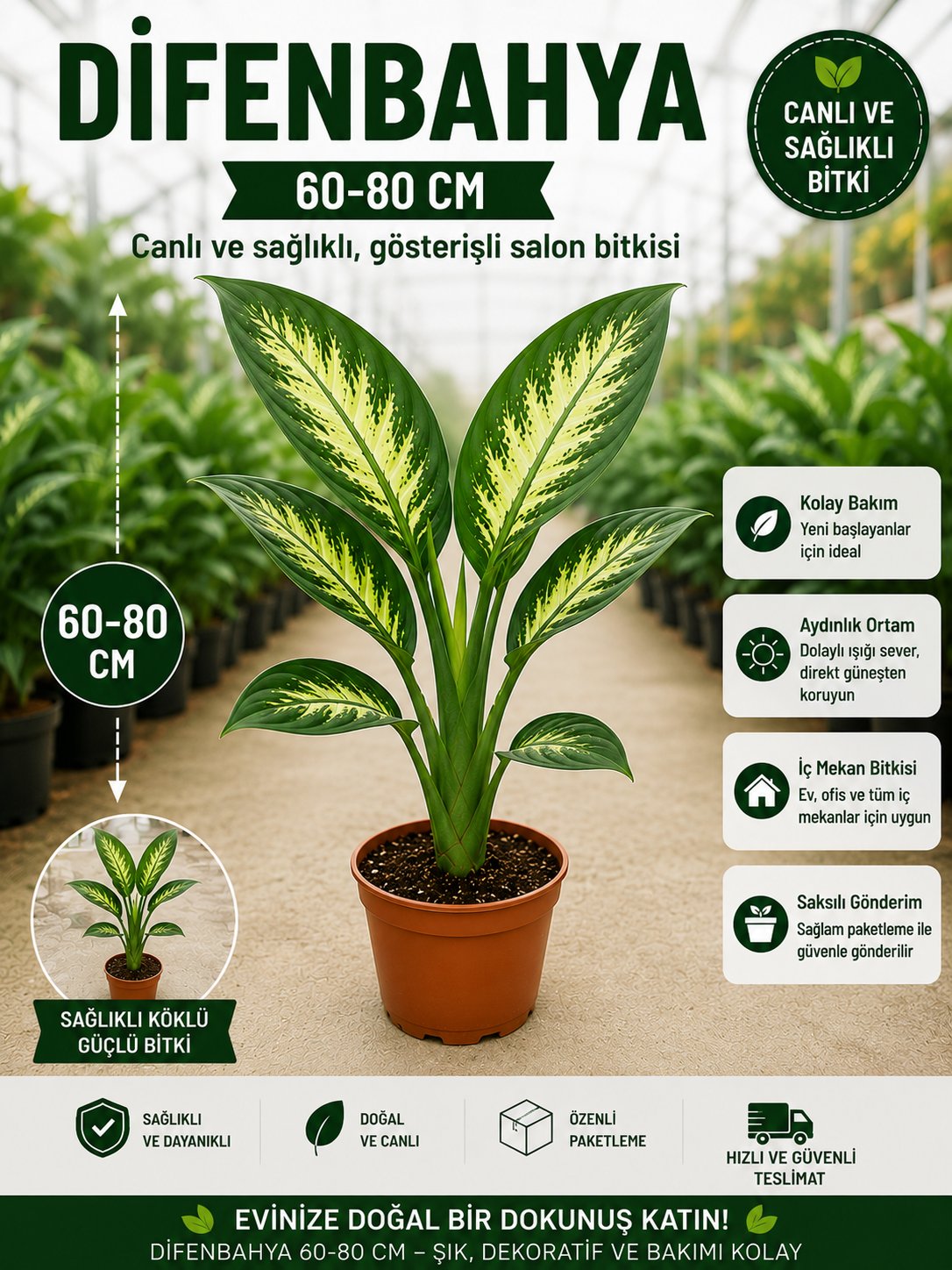 Difenbahya Ağlayan Çiçek 60-80 cm