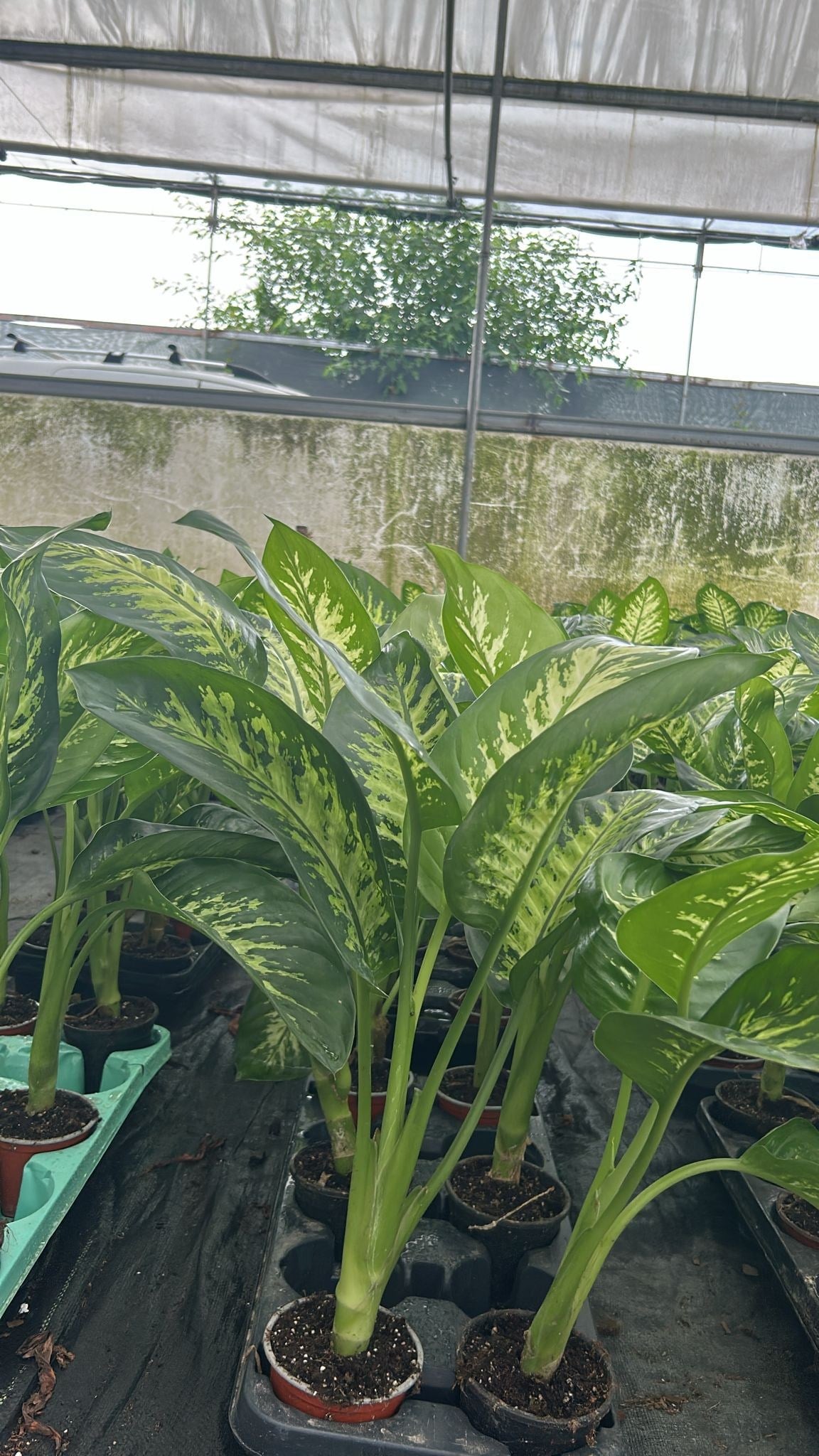 Difenbahya Ağlayan Çiçek 60-80 cm