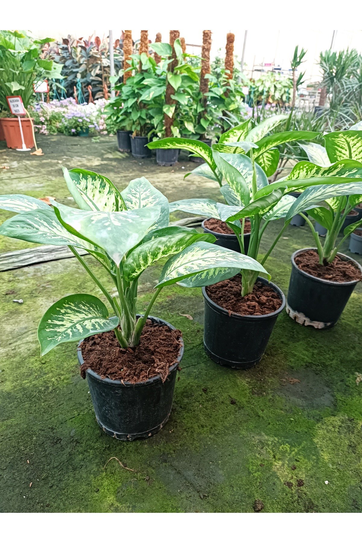 Difenbahya Aglayan Çiçek Salon Bitkisi 50 cm
