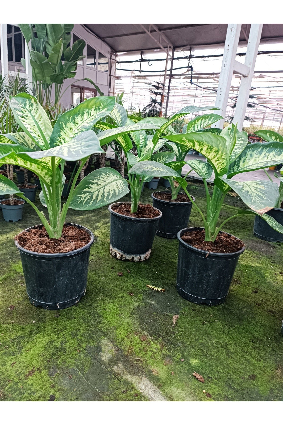 Difenbahya Aglayan Çiçek Salon Bitkisi 50 cm