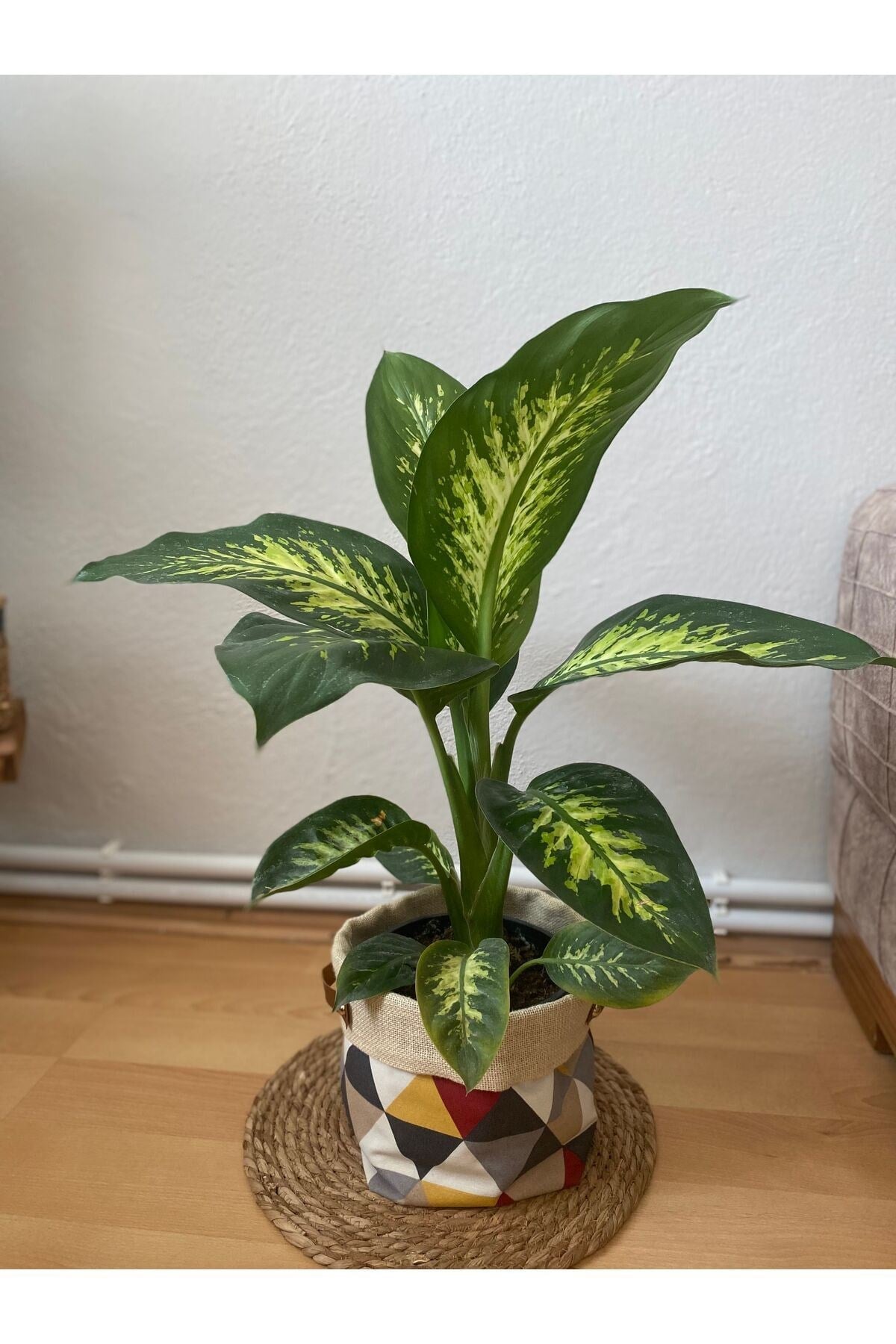 Difenbahya Bitkisi (DİEFFENBACHİA TROPİC SNOW) Ağlayan Çiçek 40-80cm, Çiçek Evreni, Salon Bitkisi