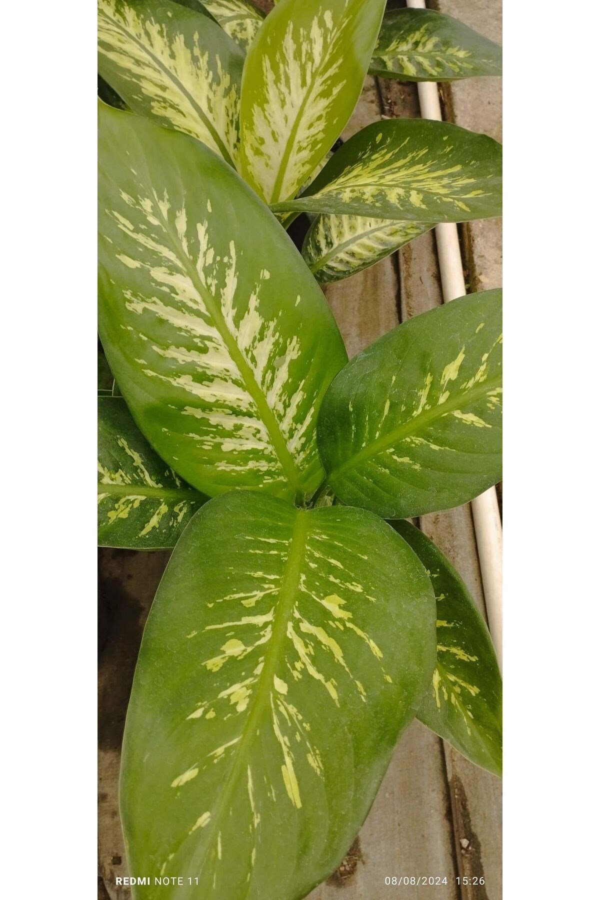 Difenbahya Bitkisi (DİEFFENBACHİA TROPİC SNOW) Ağlayan Çiçek 60-80cm, Çiçek Evreni, Salon Bitkisi