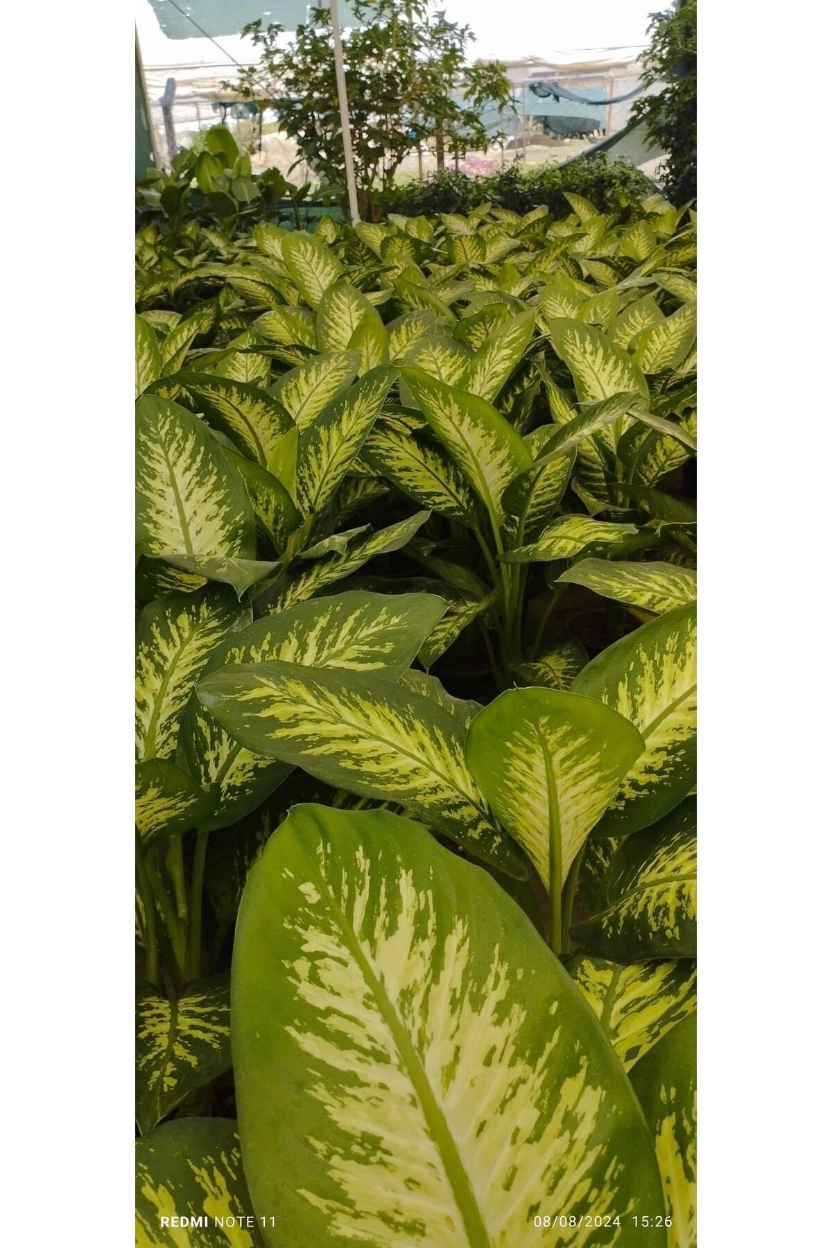 Difenbahya Bitkisi (DİEFFENBACHİA TROPİC SNOW) Ağlayan Çiçek 60-80cm, Çiçek Evreni, Salon Bitkisi