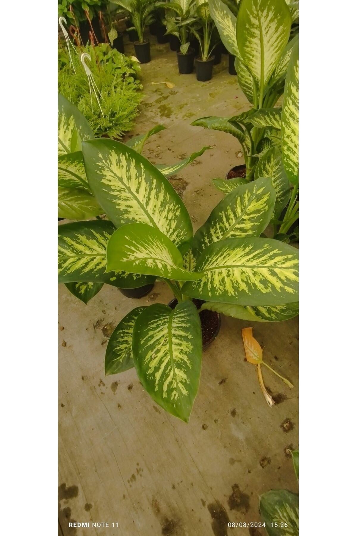 Difenbahya Bitkisi (DİEFFENBACHİA TROPİC SNOW) Ağlayan Çiçek 60-80cm, Çiçek Evreni, Salon Bitkisi