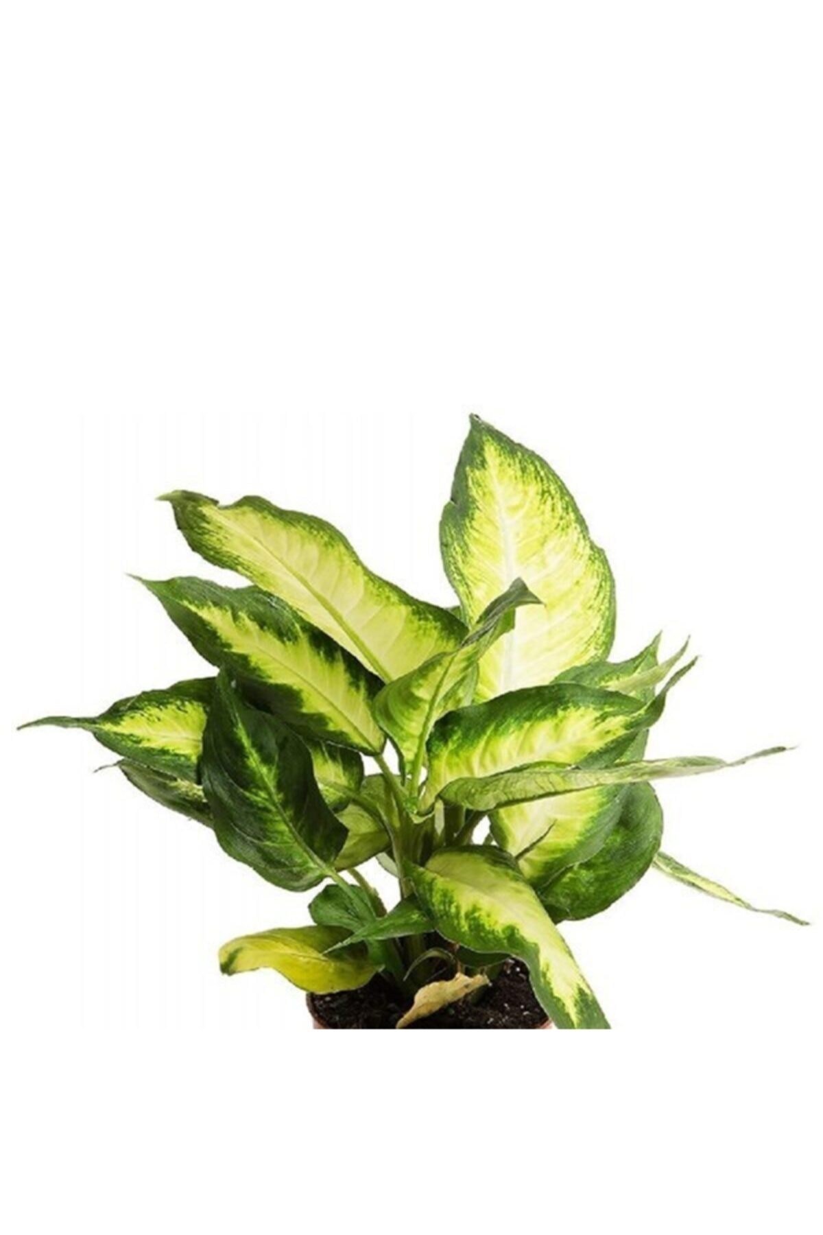 Difenbahya Camilla 30-40 Cm Dieffenbachia