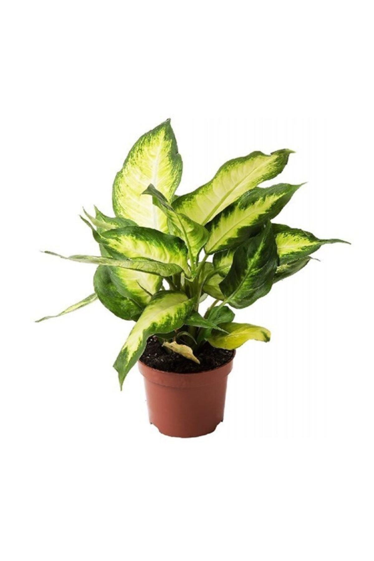 Difenbahya Camilla 30-40 Cm Dieffenbachia