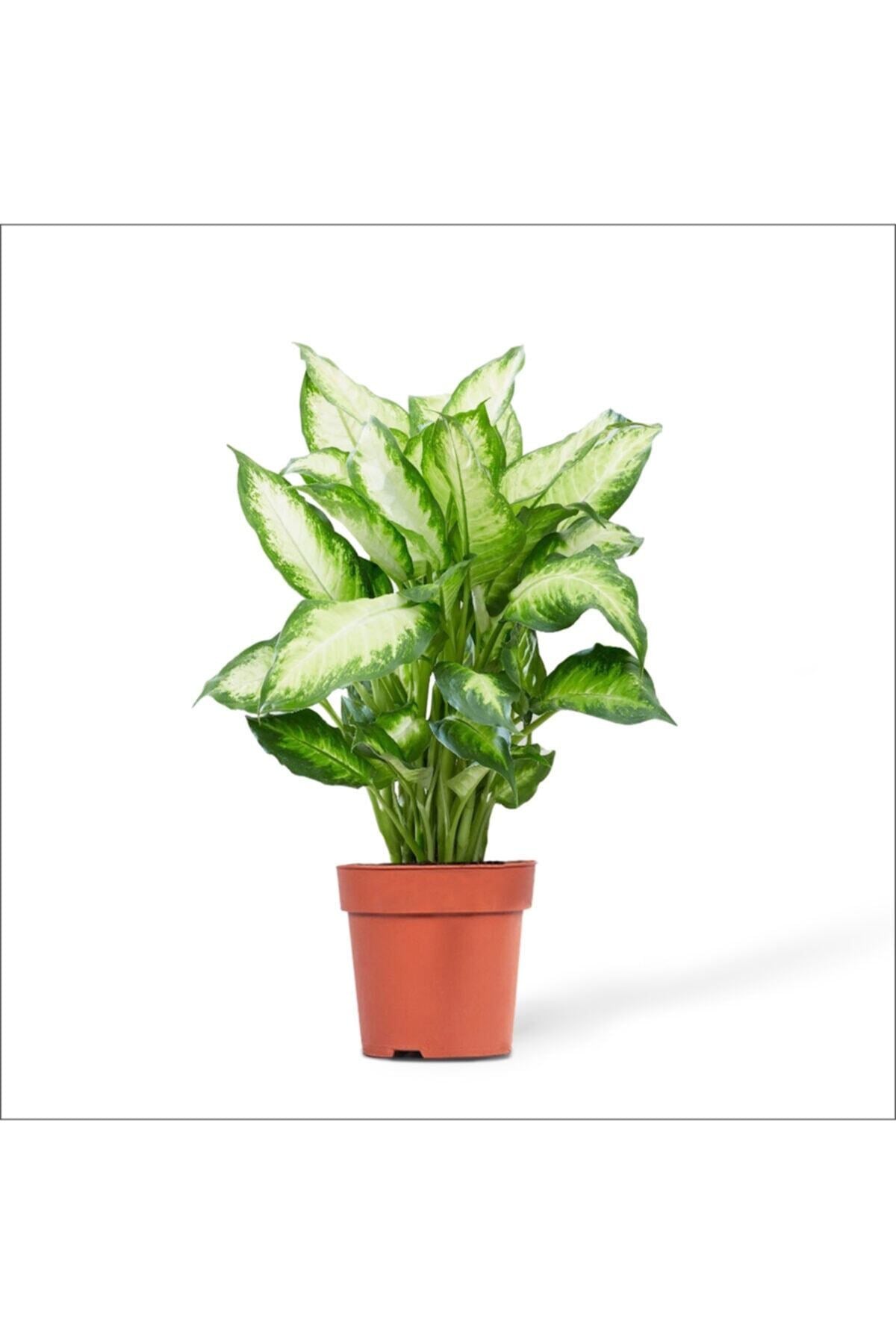 Difenbahya Camilla (30-50 Cm)