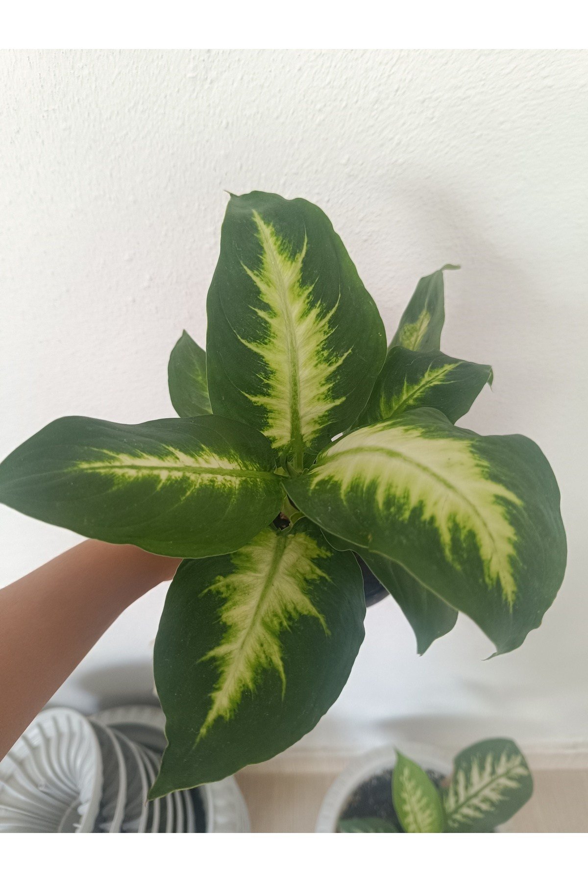 Difenbahya Camilla Çiçeği 35 -40 Cm