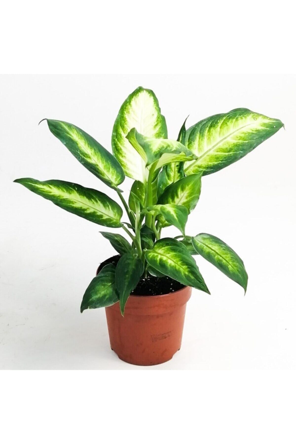 Difenbahya Camilla Difenbahya Bitkisi 30 cm Dolgun Form