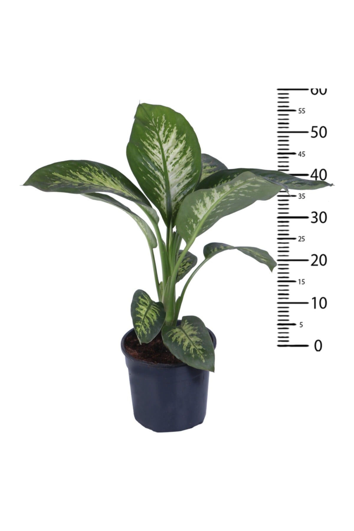 Difenbahya Saksıda  Dieffenbachia Tropic  Bitki Boyu 55 65 cm