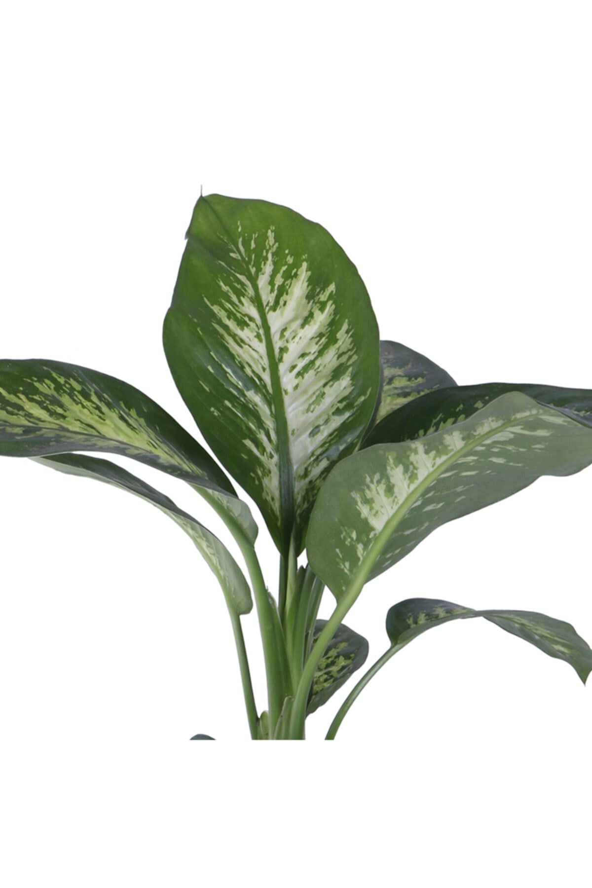 Difenbahya Saksıda  Dieffenbachia Tropic  Bitki Boyu 55 65 cm