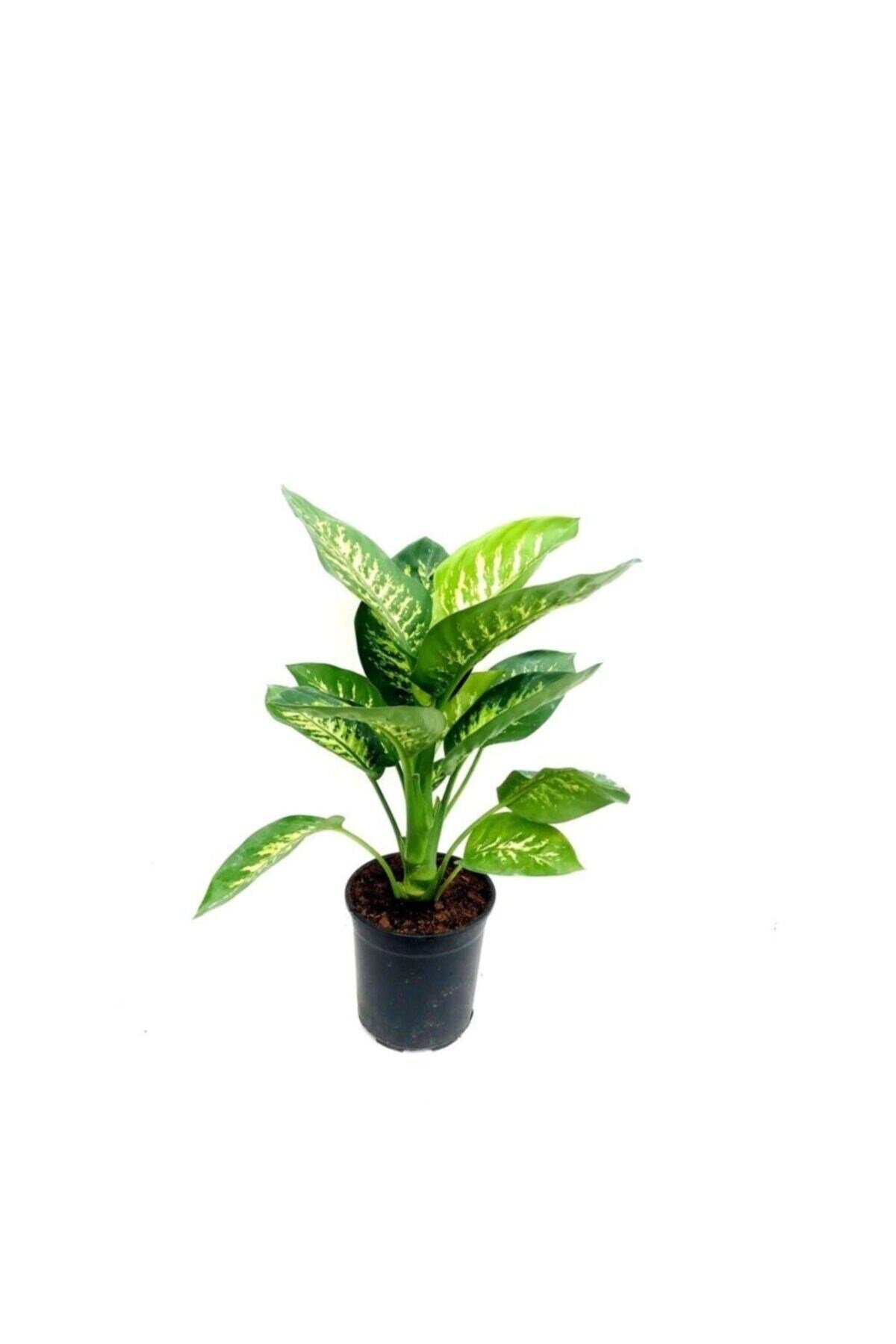 Difenbahya Tropik 60-70 Cm