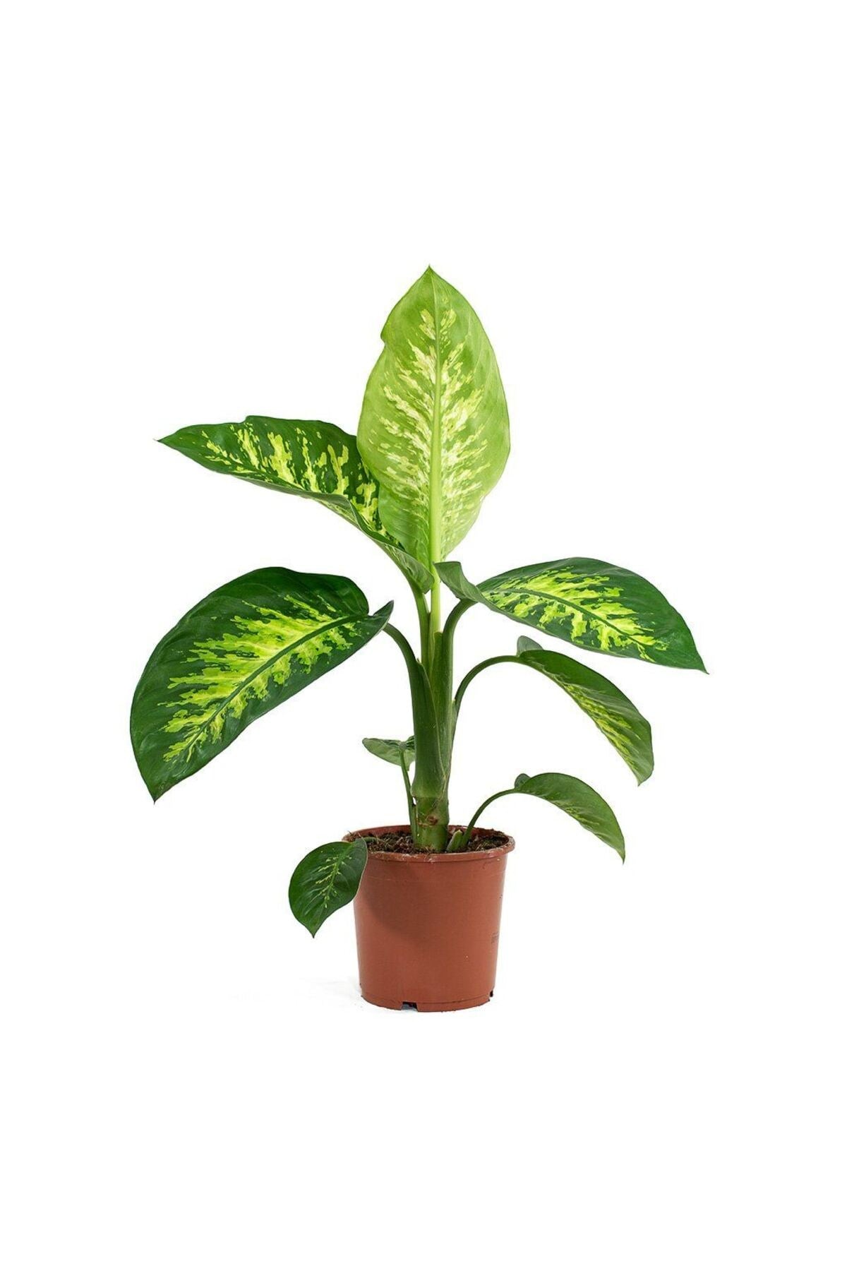 Difenbahya (TROPİK) - Ağlayan Çiçek 40 Cm 2 Adet
